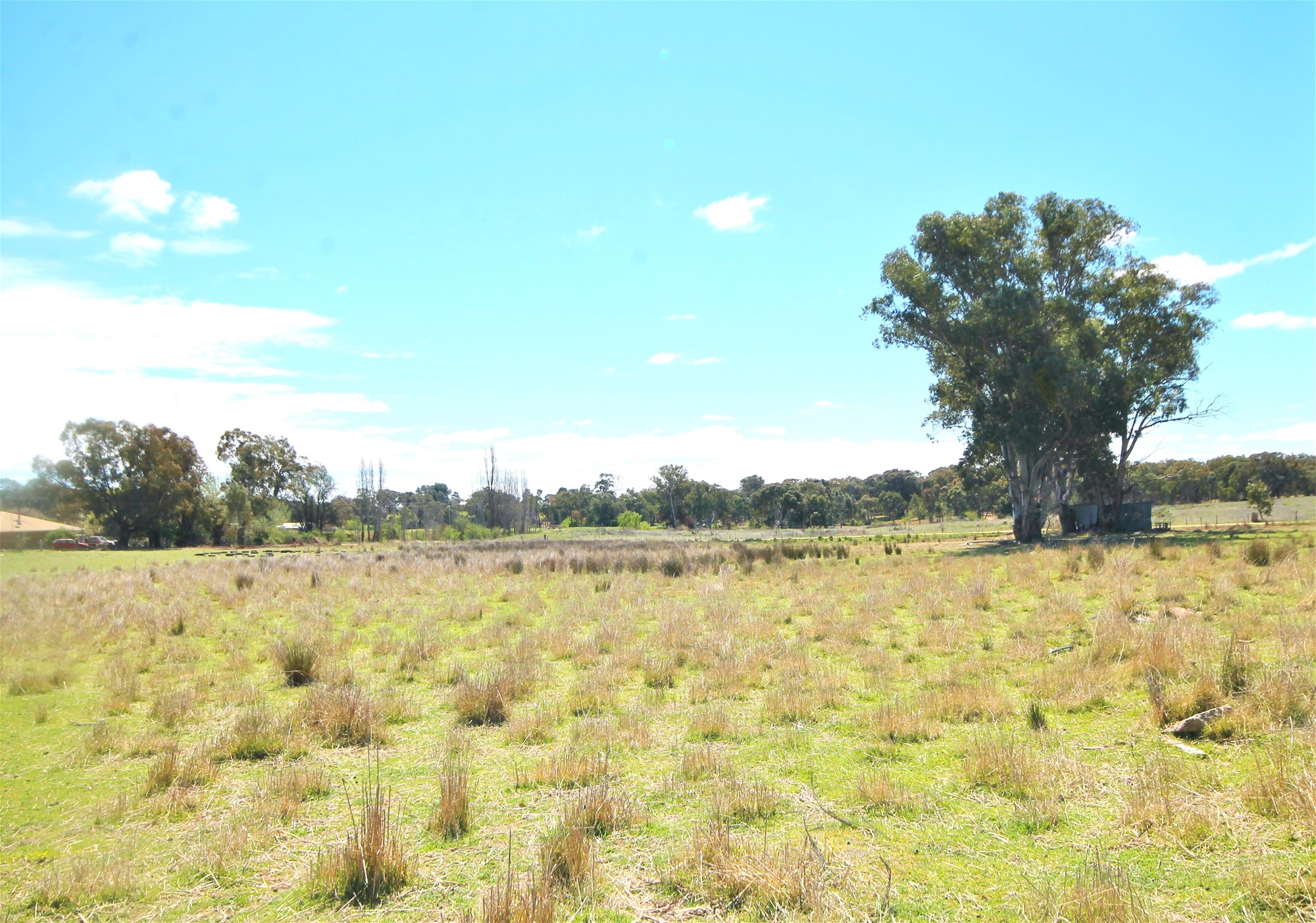 Young For Sale by Farmbuy.com - image 3