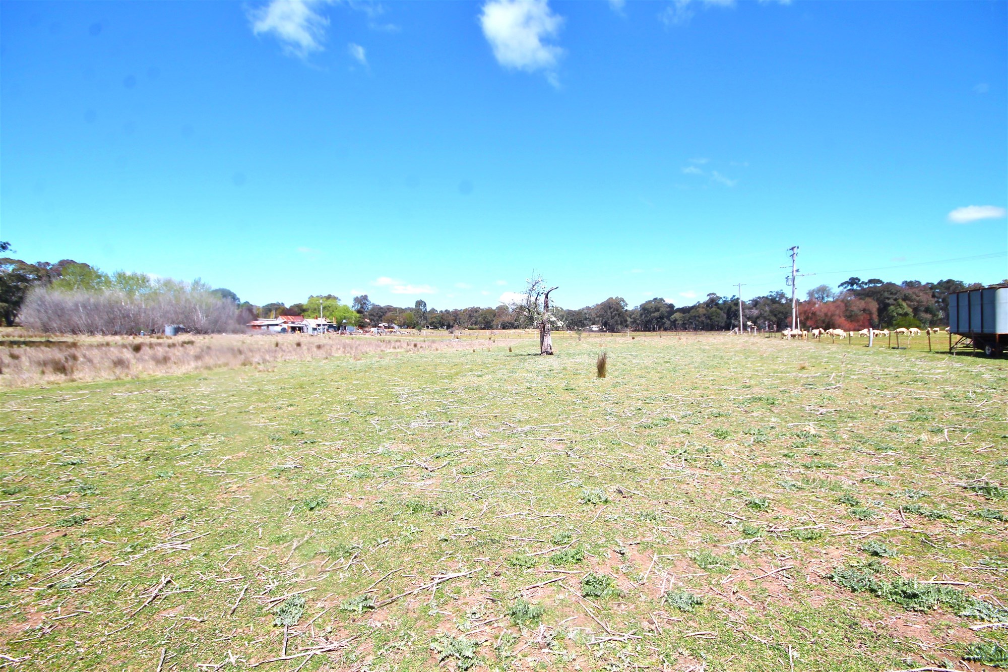 Young For Sale by Farmbuy.com - image 4