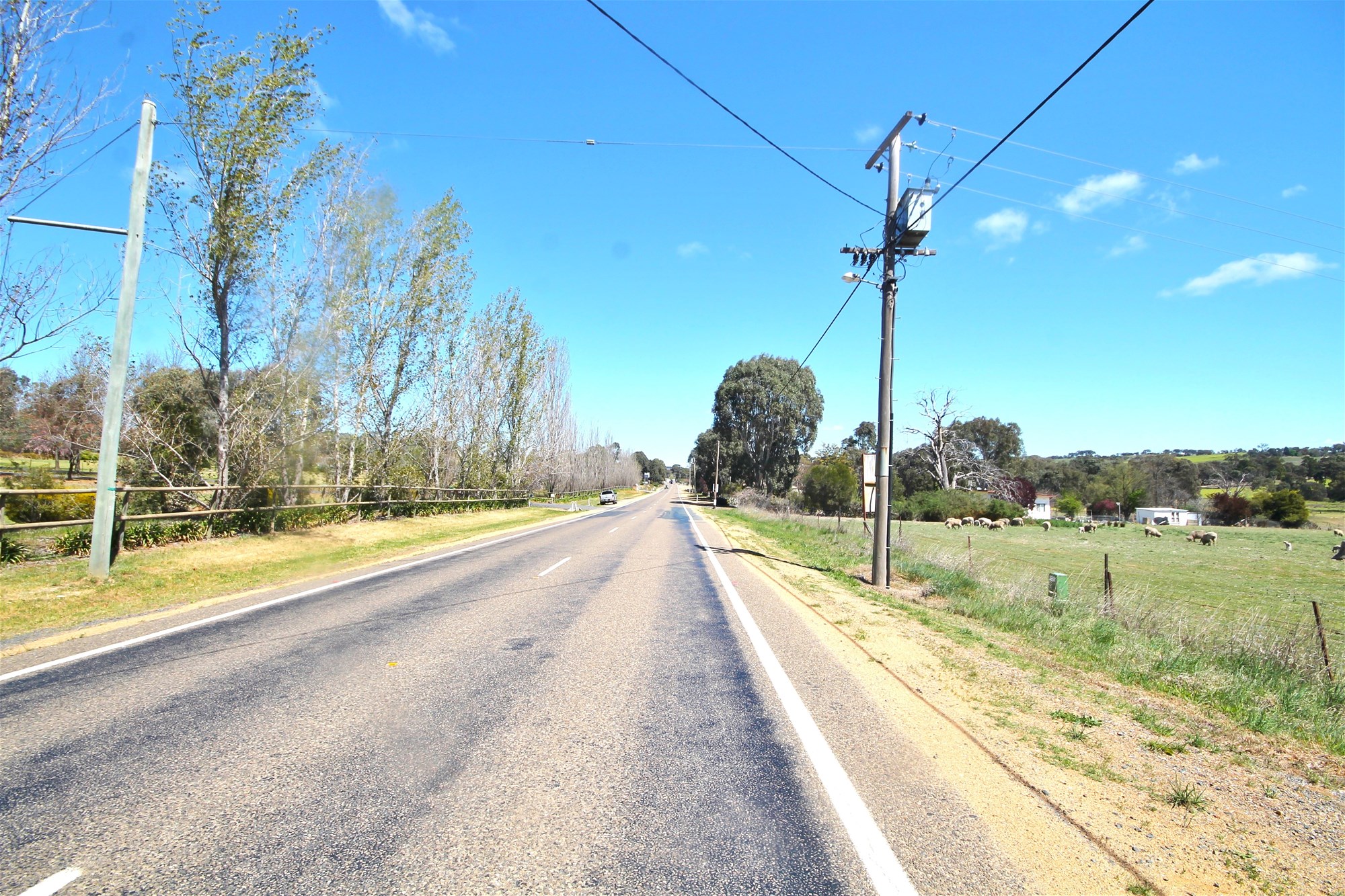 Young For Sale by Farmbuy.com - image 5