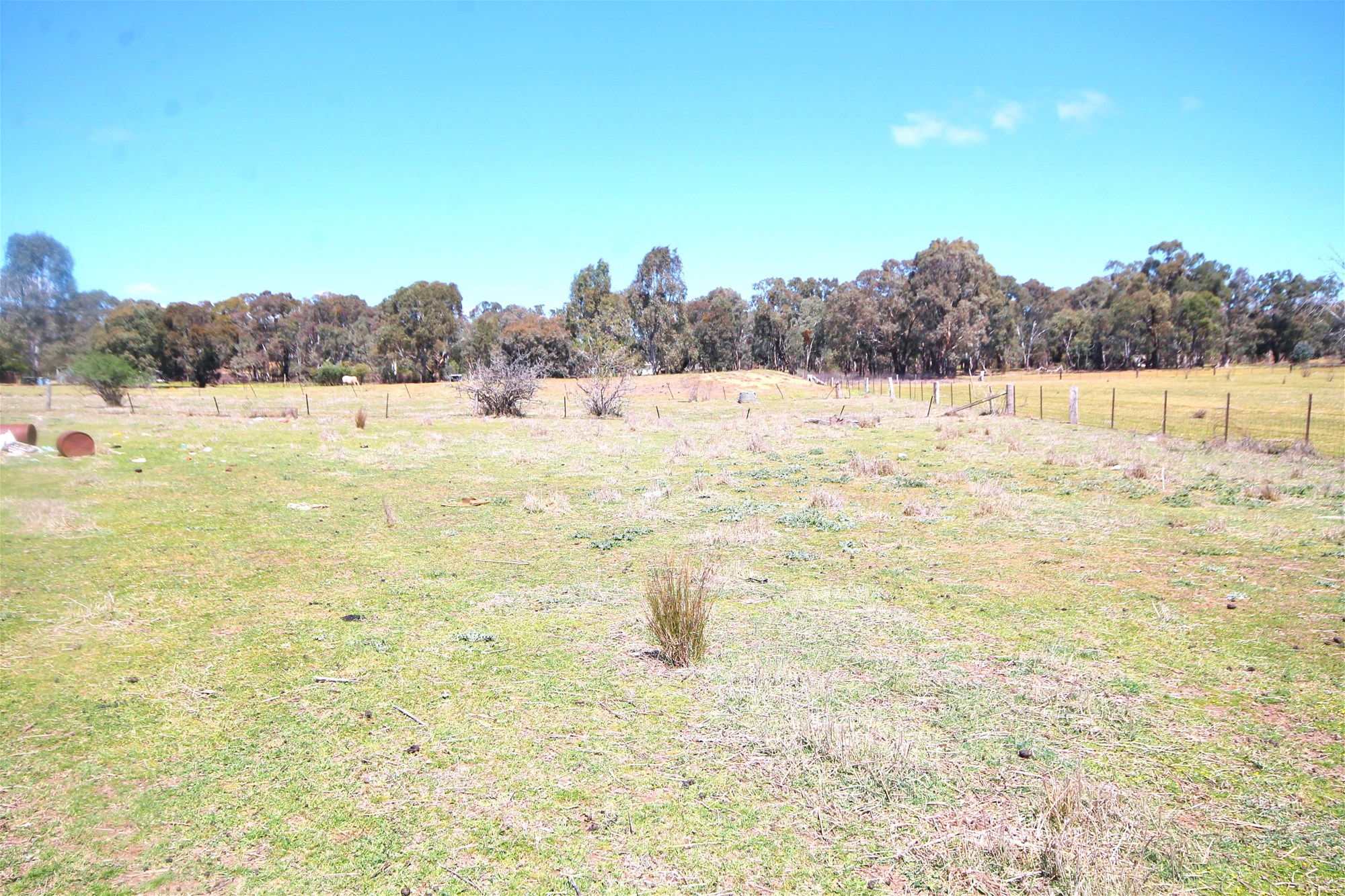 Young For Sale by Farmbuy.com - image 7