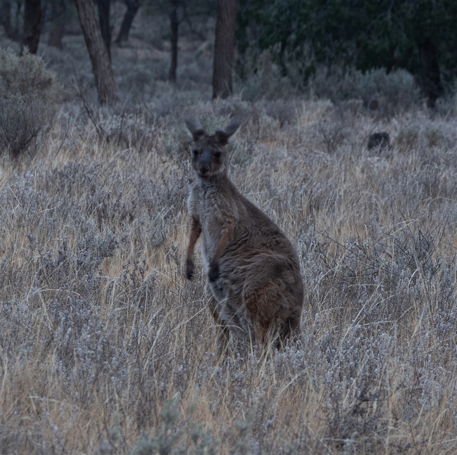 189 Coyles Road, Wodonga For Sale by Farmbuy.com - image 15