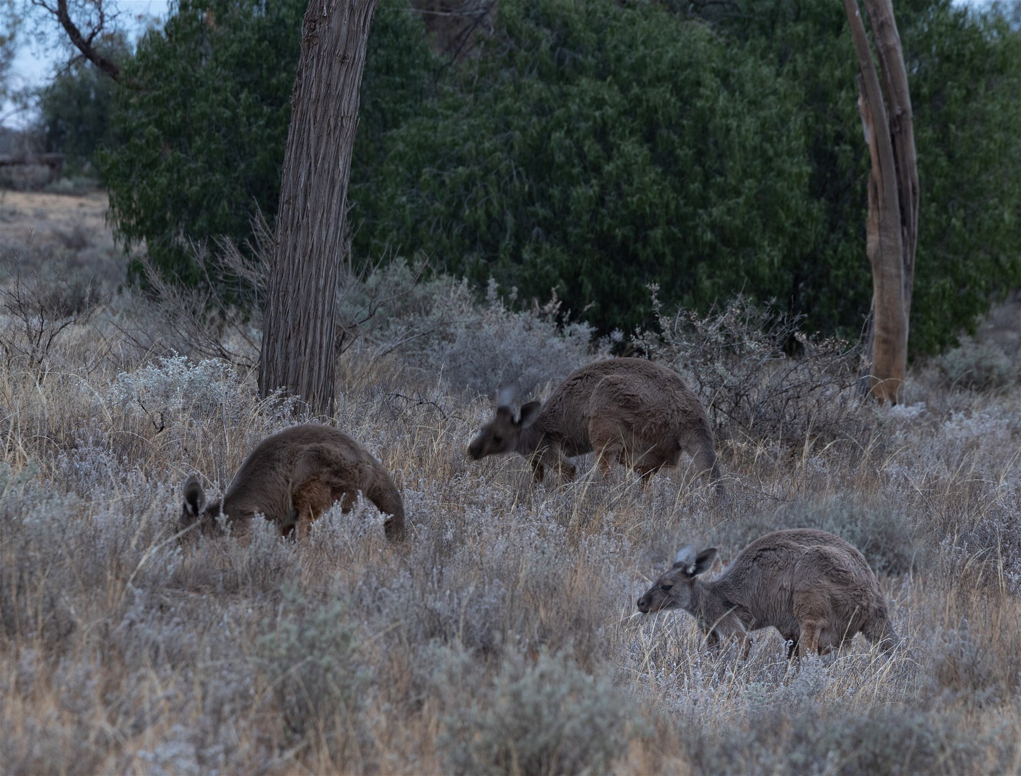 189 Coyles Road, Wodonga For Sale by Farmbuy.com - image 16