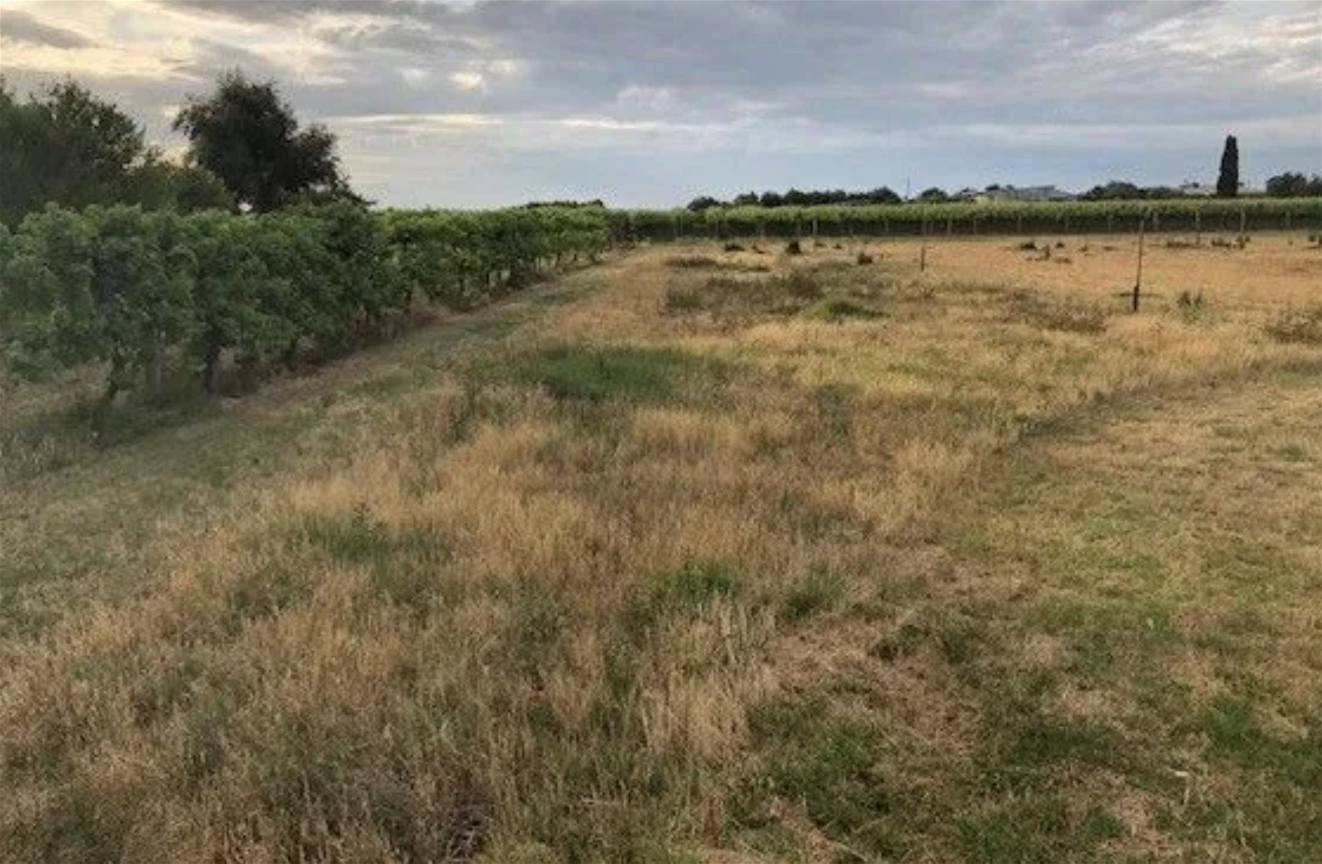 9260 Calder Highway, Irymple For Sale by Farmbuy.com - image 6