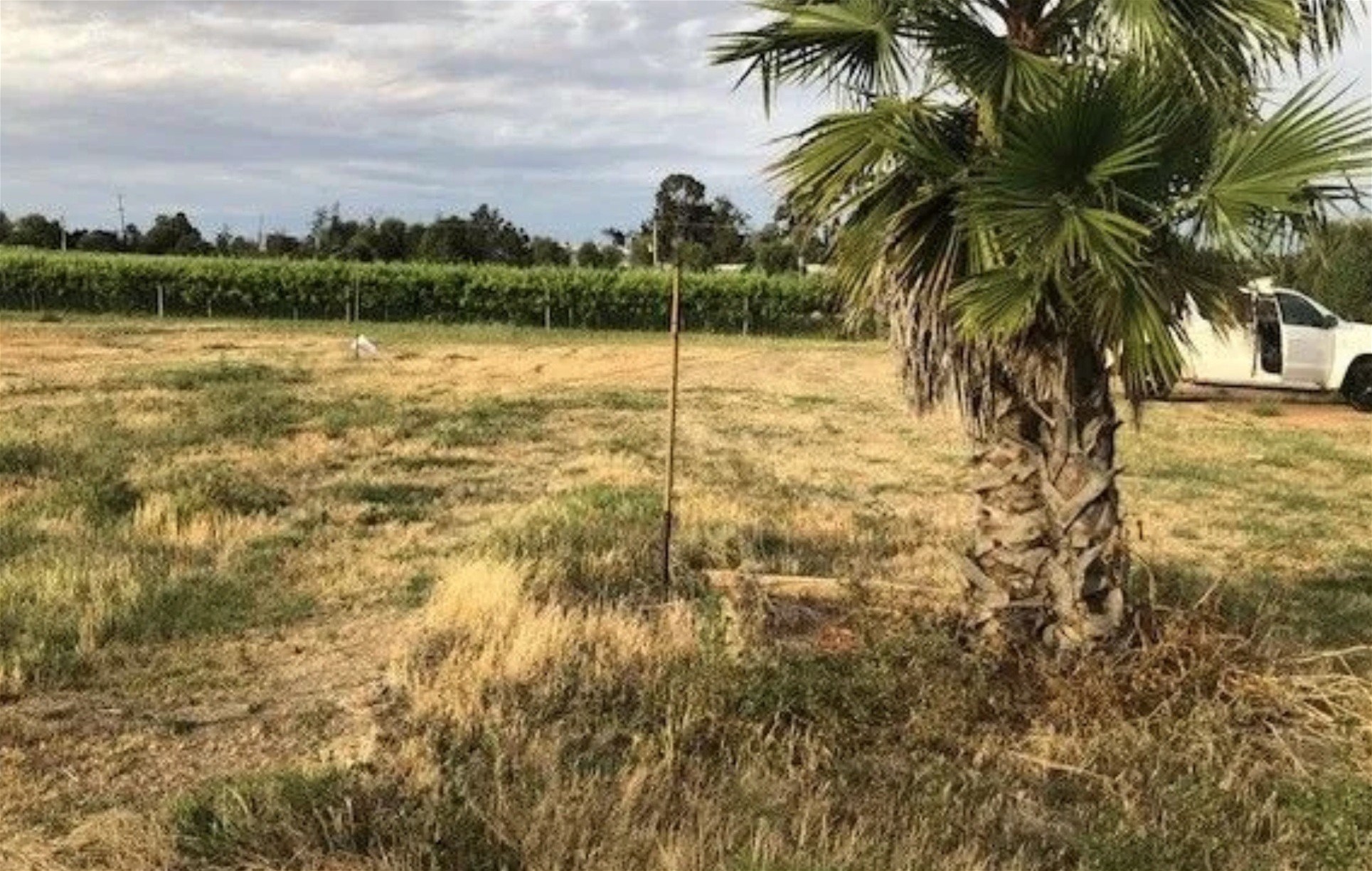 9260 Calder Highway, Irymple For Sale by Farmbuy.com - image 7