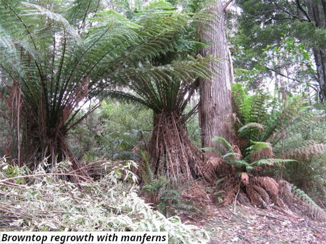 755 Lottah Road, Lottah For Sale by Farmbuy.com - image 5