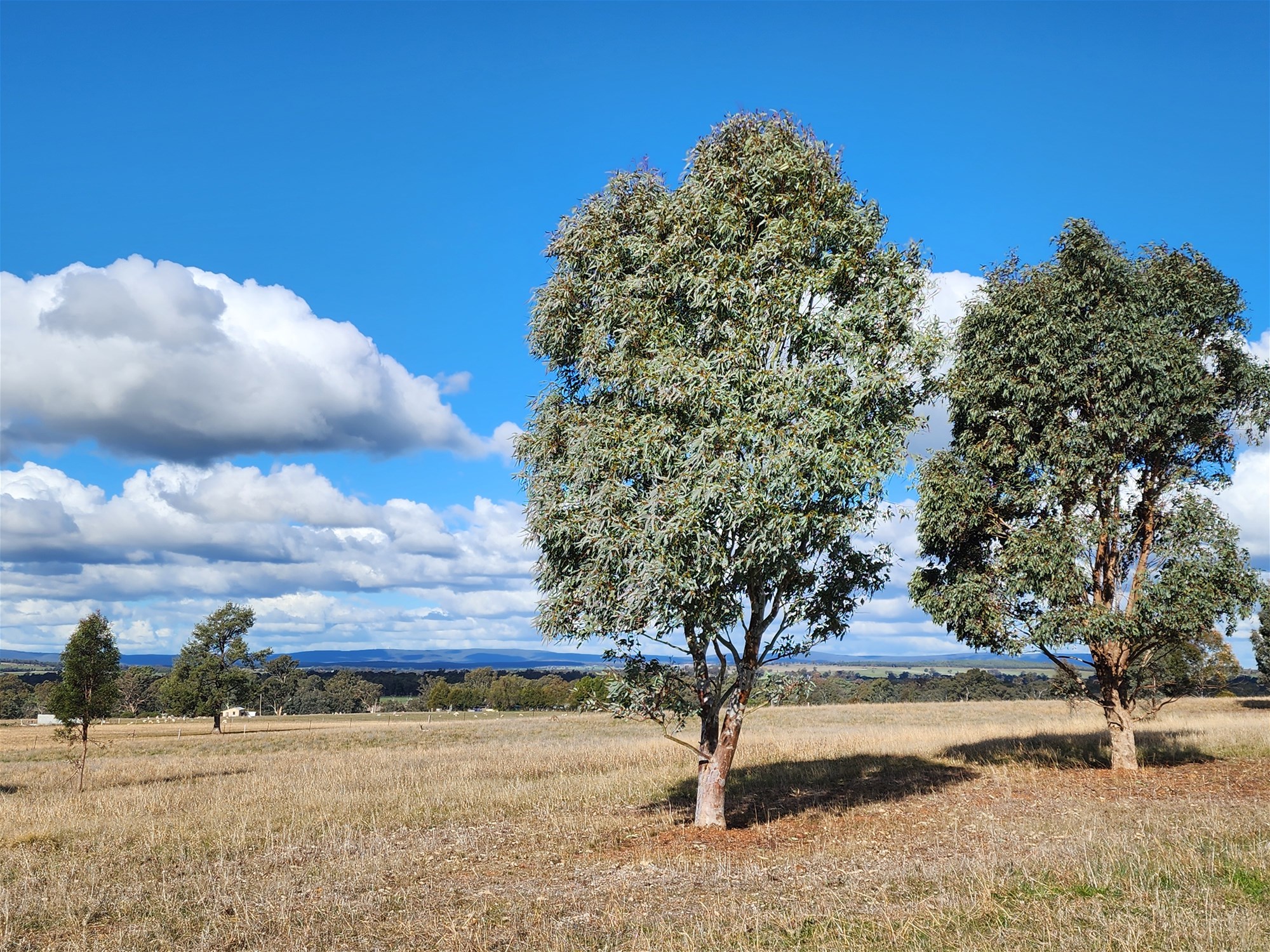 91 Aitken Lane, Parkes For Sale by Farmbuy.com - image 11