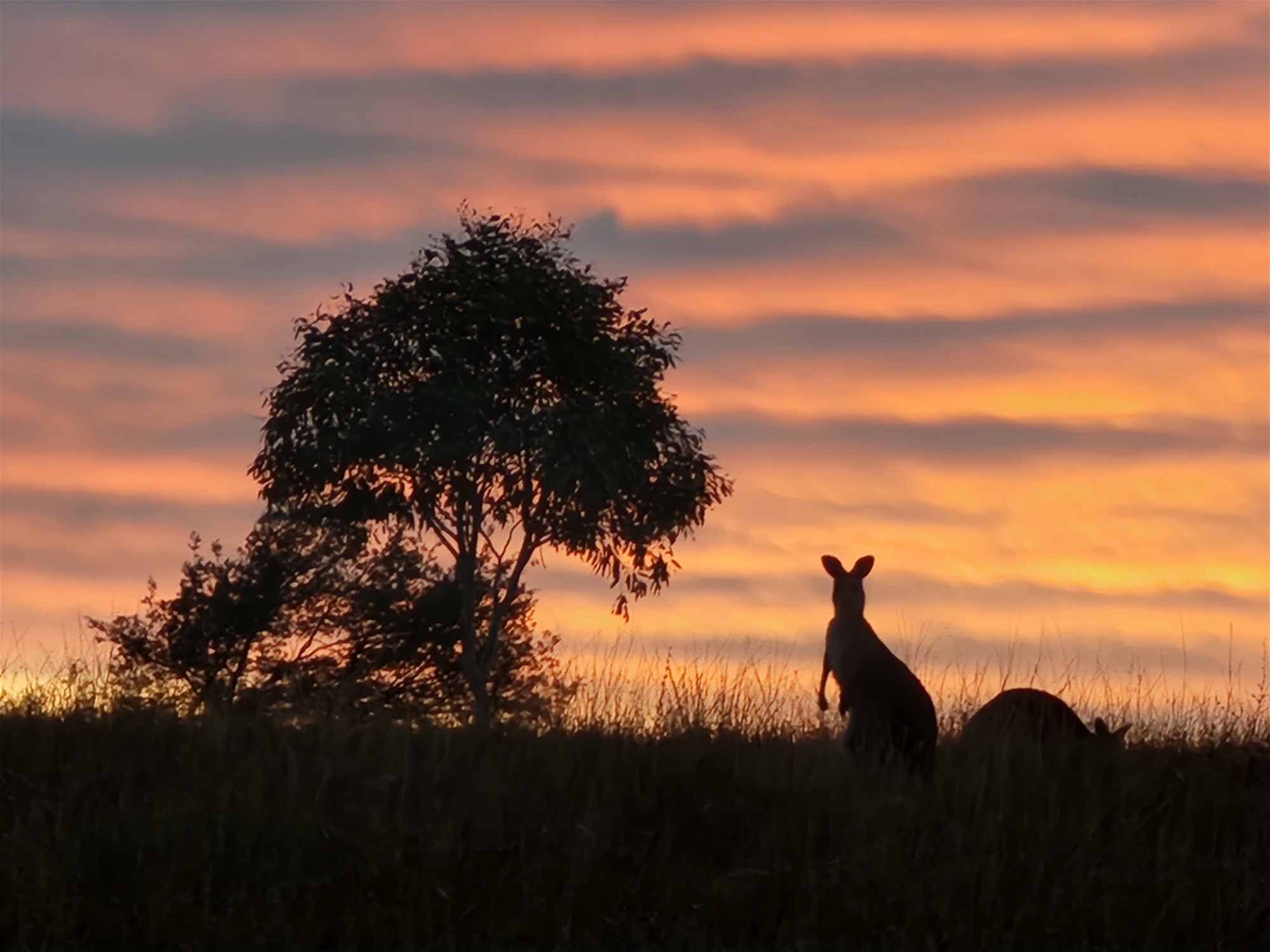 91 Aitken Lane, Parkes For Sale by Farmbuy.com - image 15