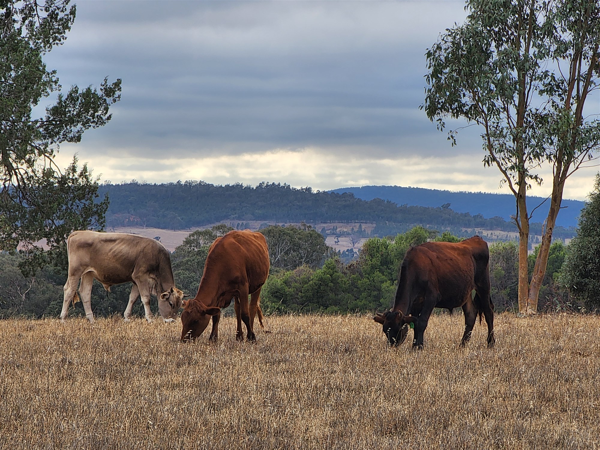 91 Aitken Lane, Parkes For Sale by Farmbuy.com - image 18