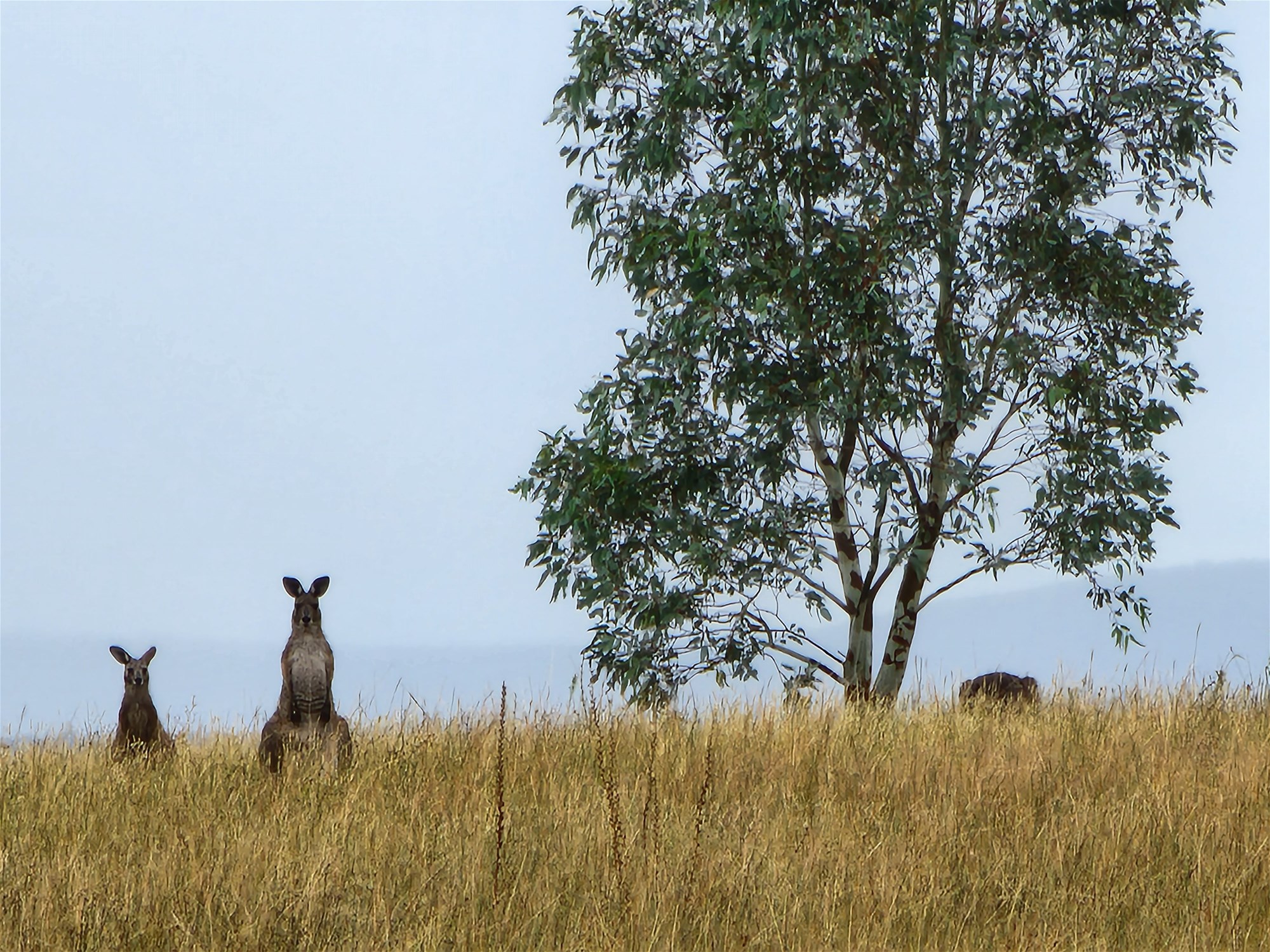 91 Aitken Lane, Parkes For Sale by Farmbuy.com - image 21