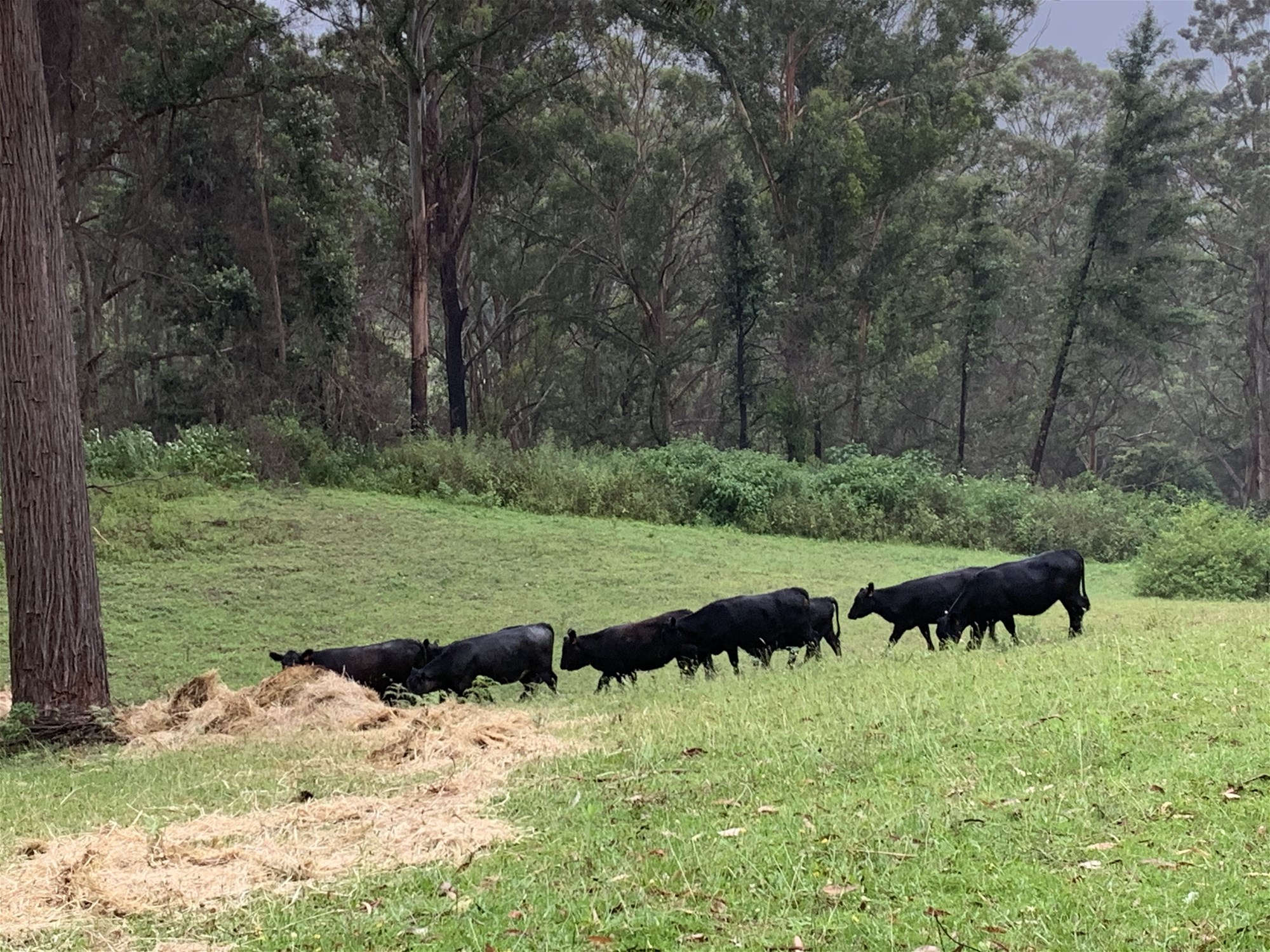 65d Marden Lane, Kangaroo Valley For Sale by Farmbuy.com - image 31