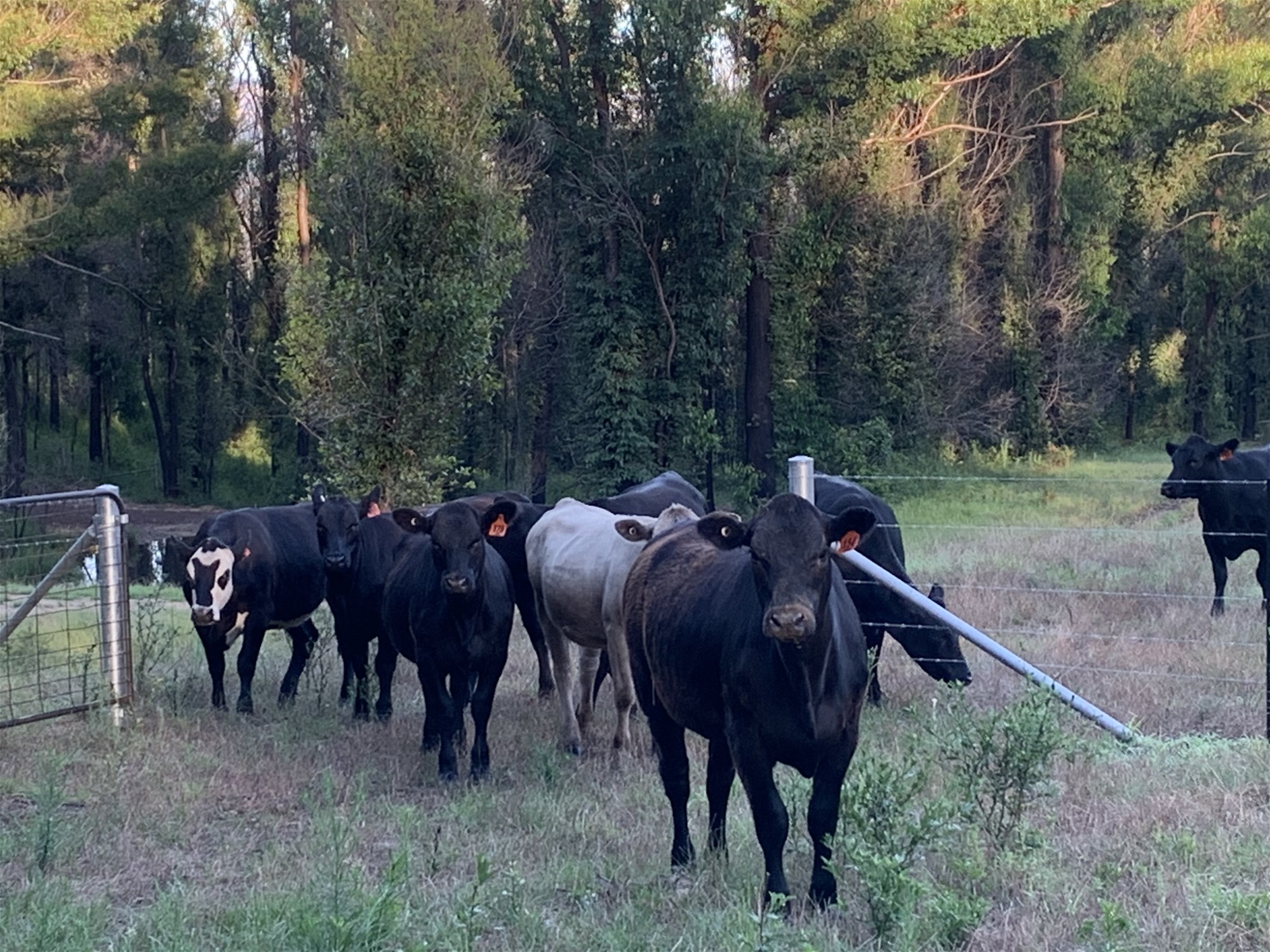 65d Marden Lane, Kangaroo Valley For Sale by Farmbuy.com - image 33