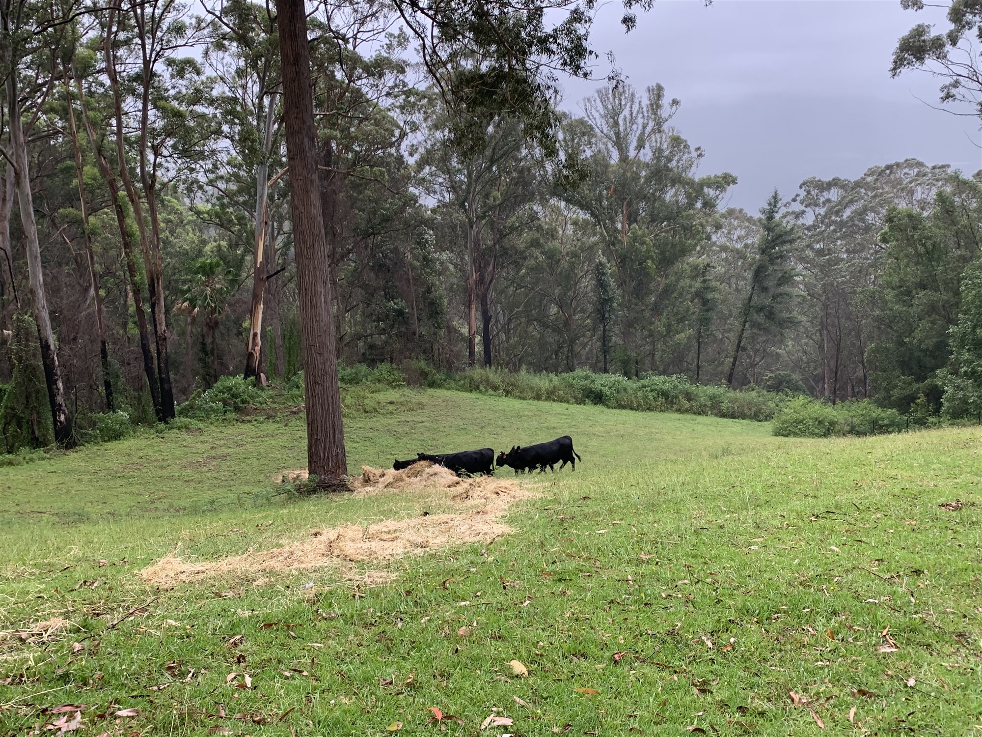 65b Marden Lane, Kangaroo Valley For Sale by Farmbuy.com - image 23