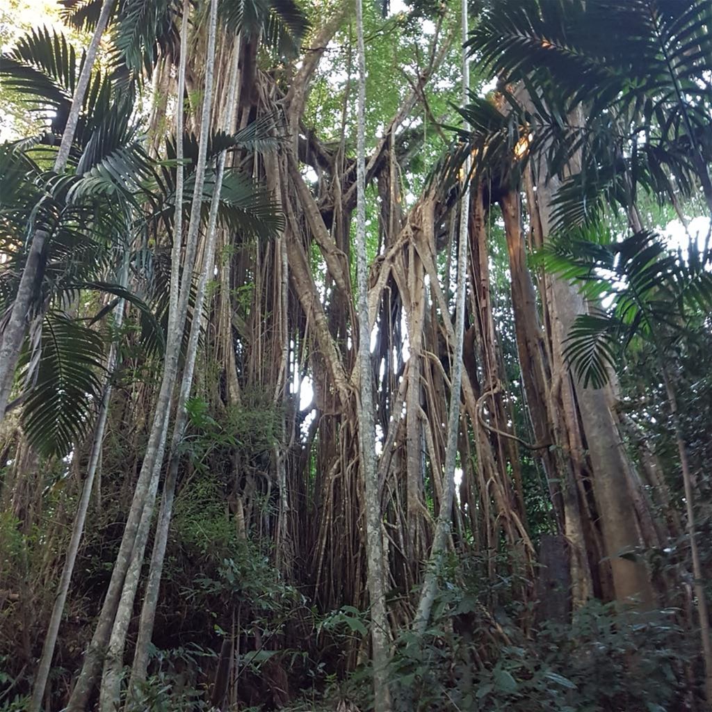 29 Railway Avenue, Cooktown For Sale by Farmbuy.com - image 7