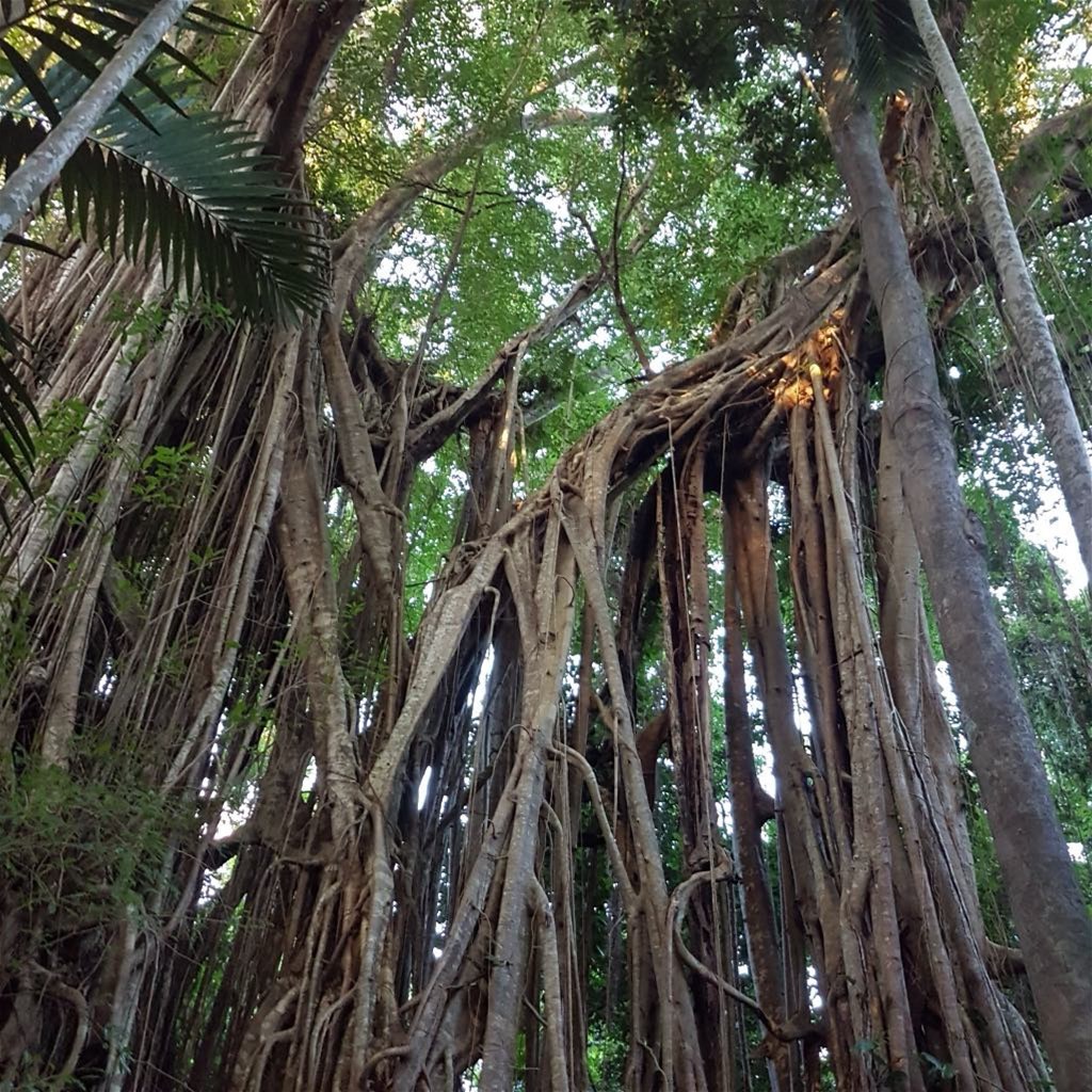 29 Railway Avenue, Cooktown For Sale by Farmbuy.com - image 8