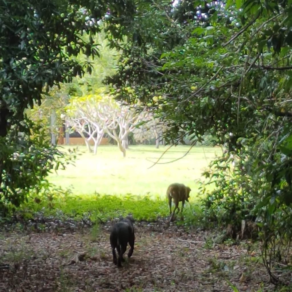 29 Railway Avenue, Cooktown For Sale by Farmbuy.com - image 9
