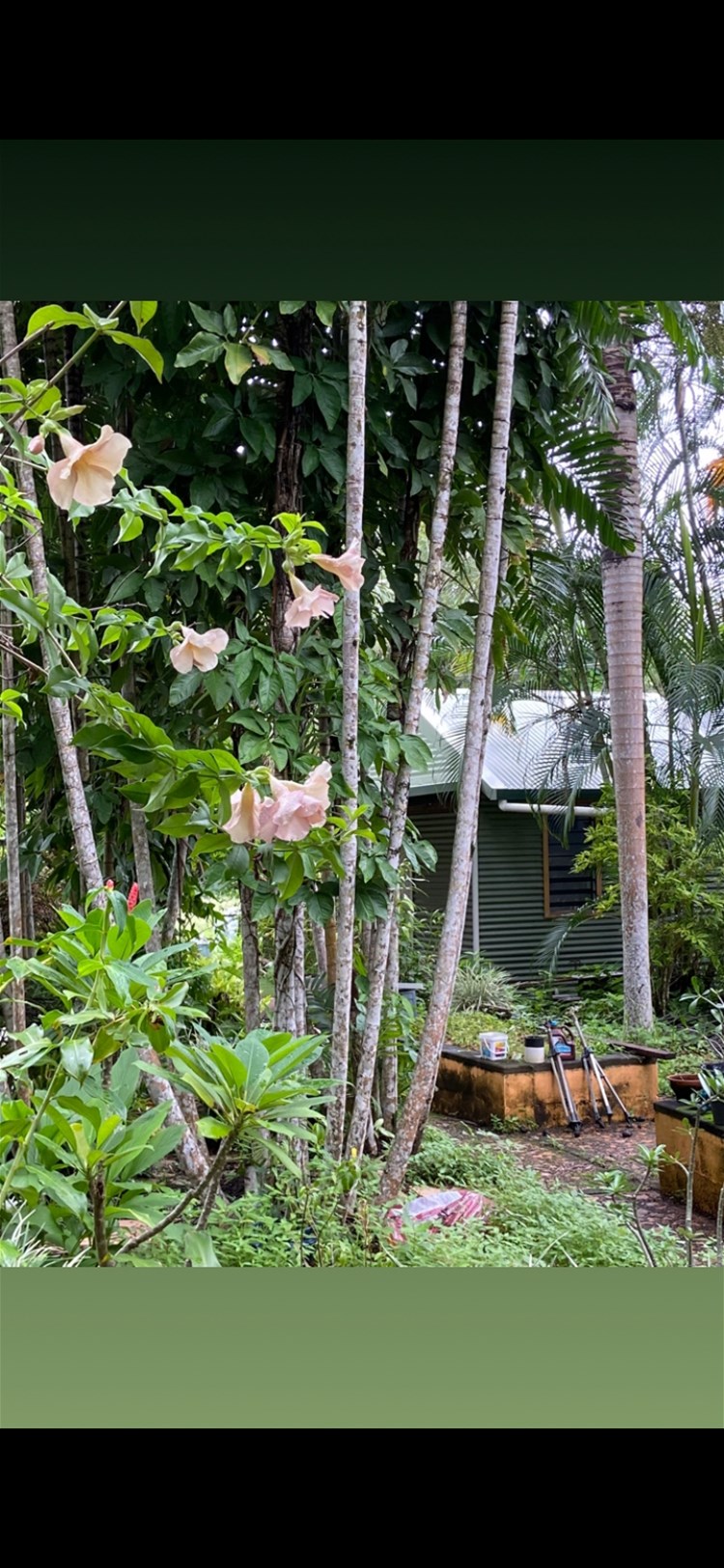 29 Railway Avenue, Cooktown For Sale by Farmbuy.com - image 18