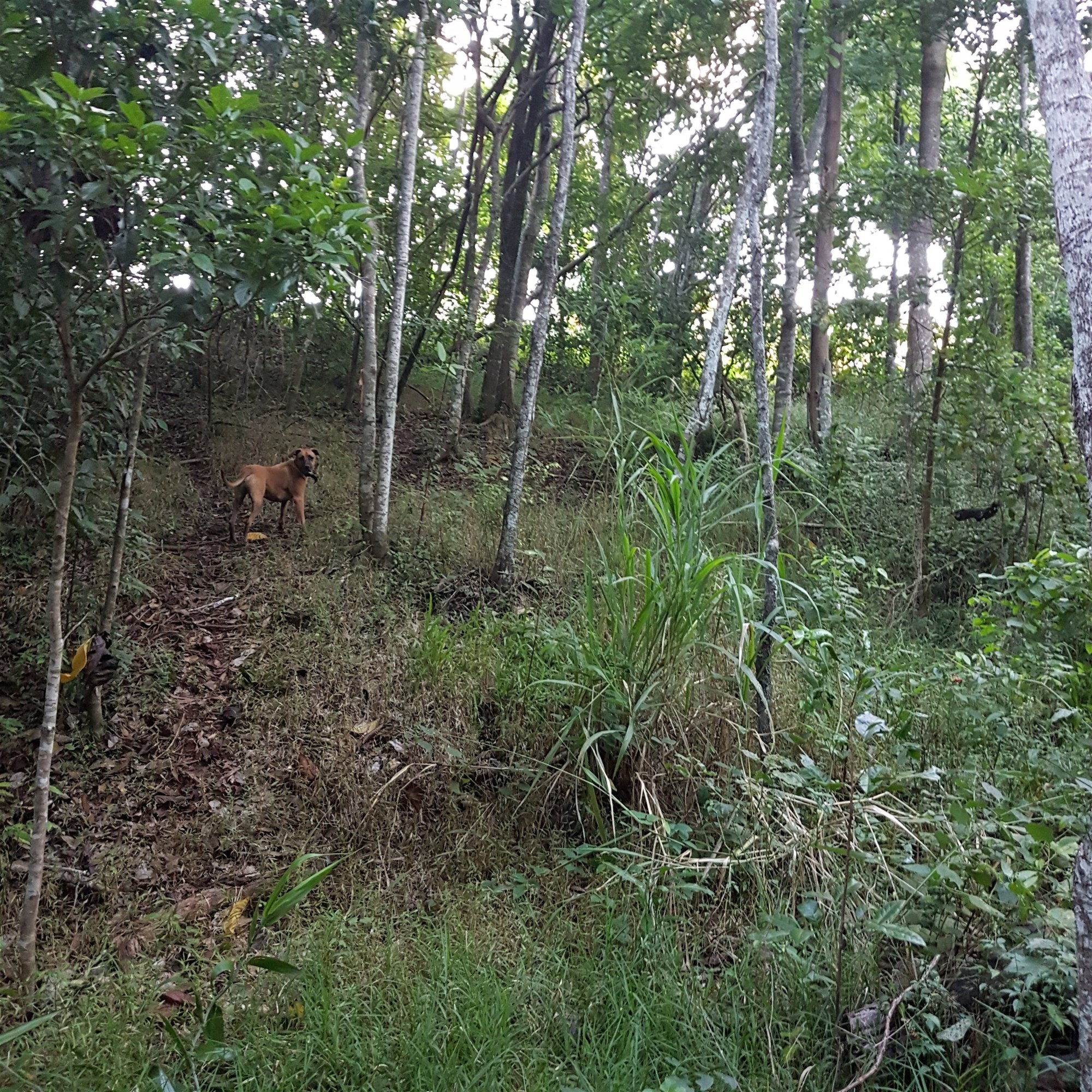 29 Railway Avenue, Cooktown For Sale by Farmbuy.com - image 19