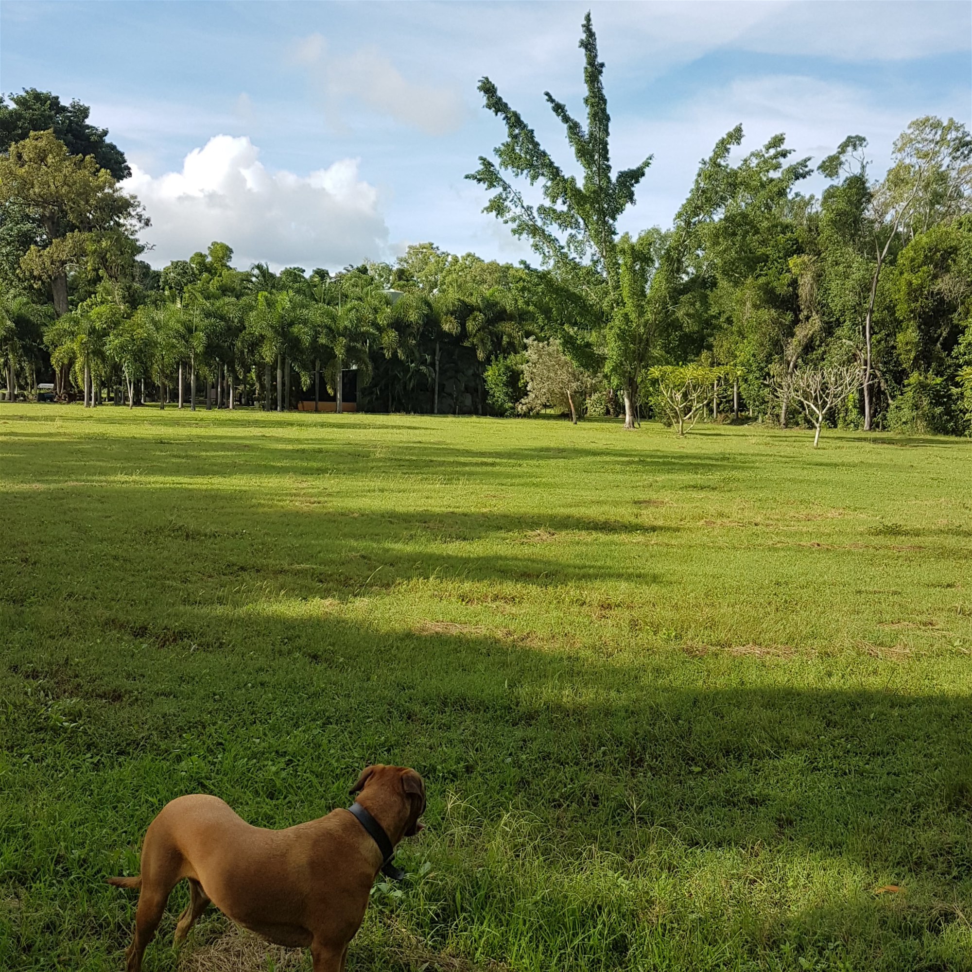 29 Railway Avenue, Cooktown For Sale by Farmbuy.com - image 20