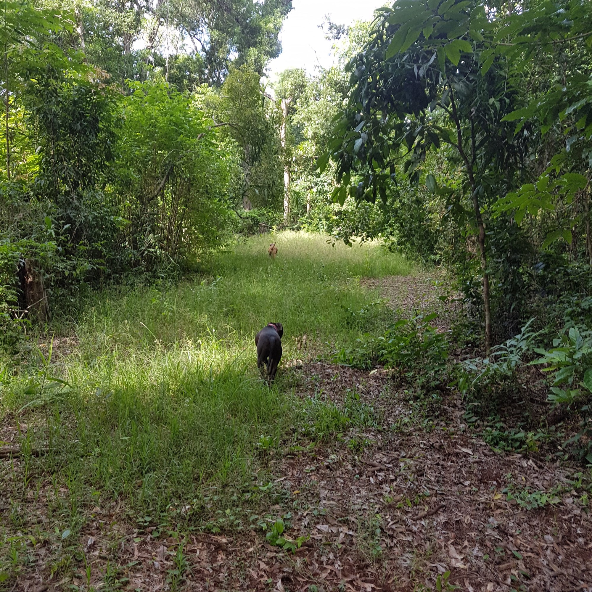 29 Railway Avenue, Cooktown For Sale by Farmbuy.com - image 21