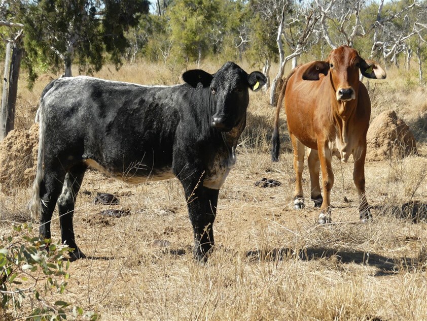 6743 Dunrobin Road, Jericho For Sale by Farmbuy.com - image 24