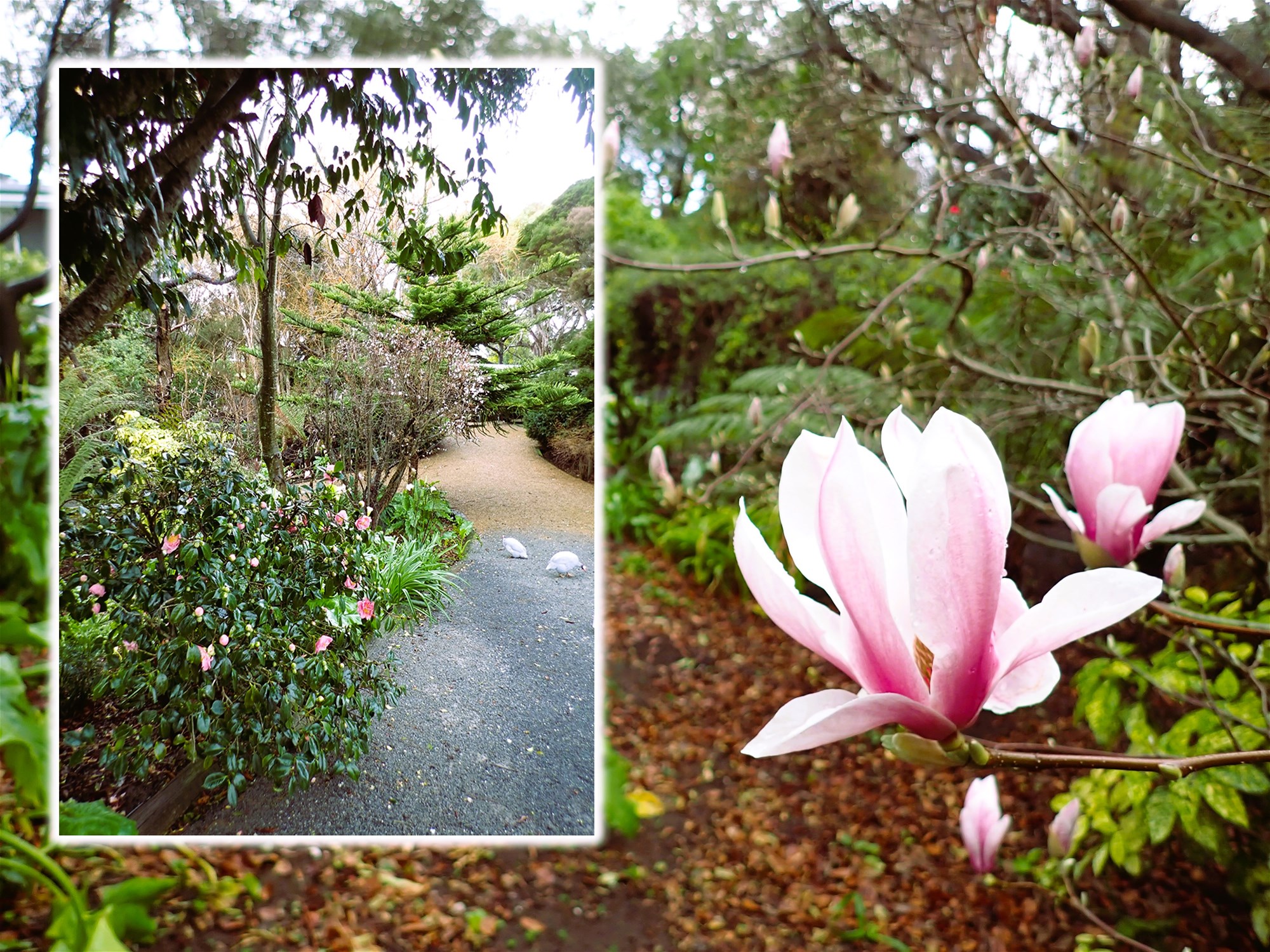 15 &amp; 16 LAGOON BEACH ROAD, Low Head For Sale by Farmbuy.com - image 22