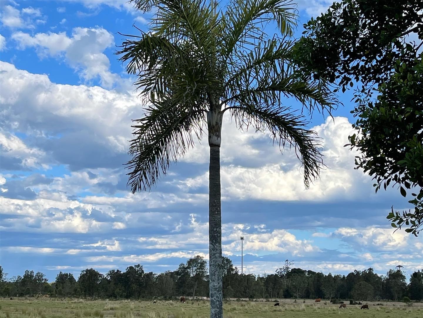 Lot 176 Dodds Road, Chinderah NSW 2487