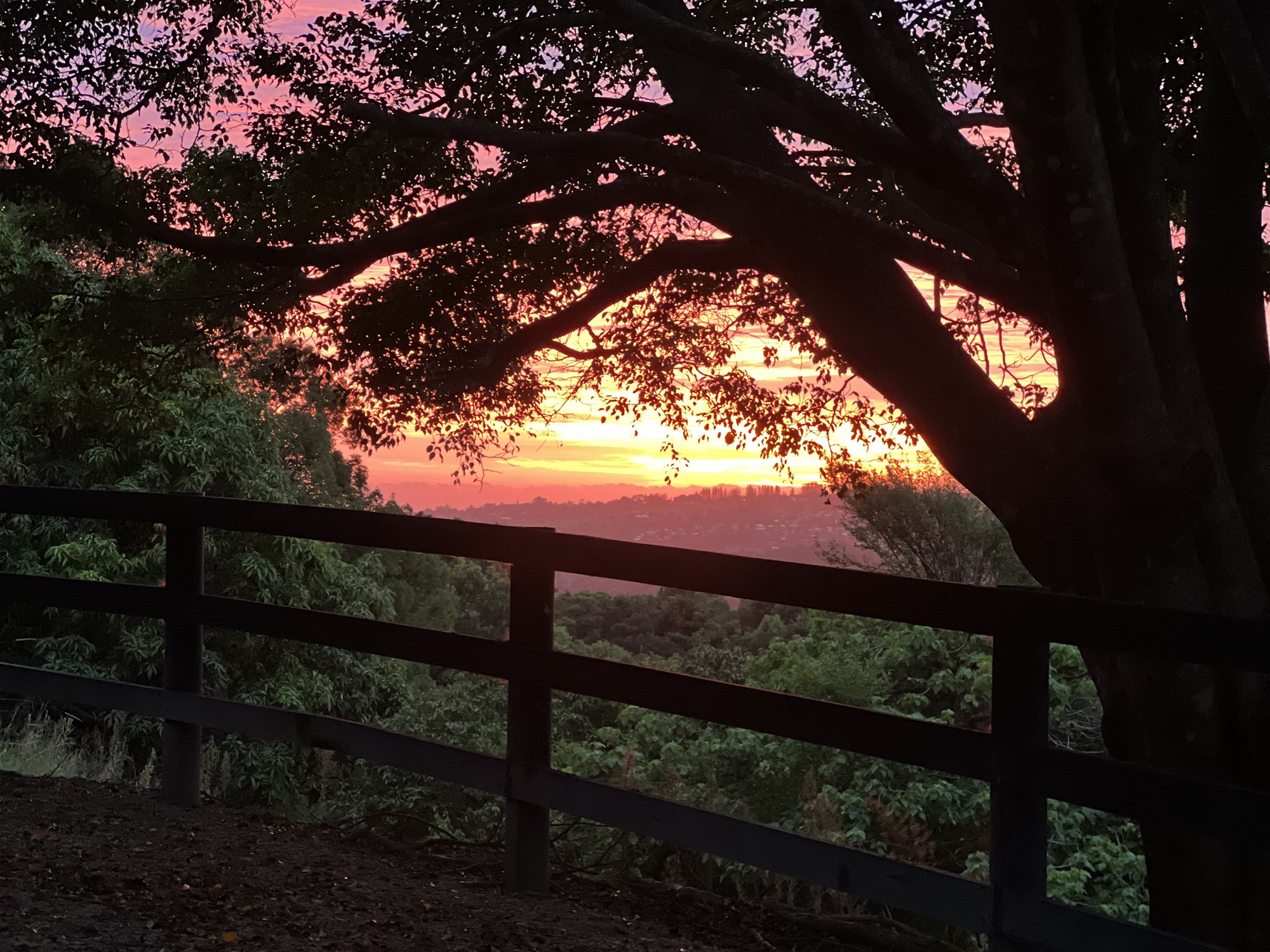 201 Carool Rd, Bilambil For Sale by Farmbuy.com - image 20