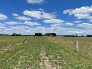Terang For Sale by Farmbuy.com - image 5