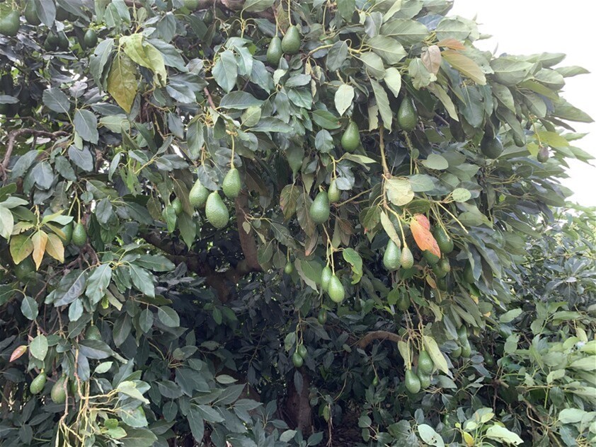 1611 Mareeba Dimbulah Road, Arriga For Sale by Farmbuy.com - image 9