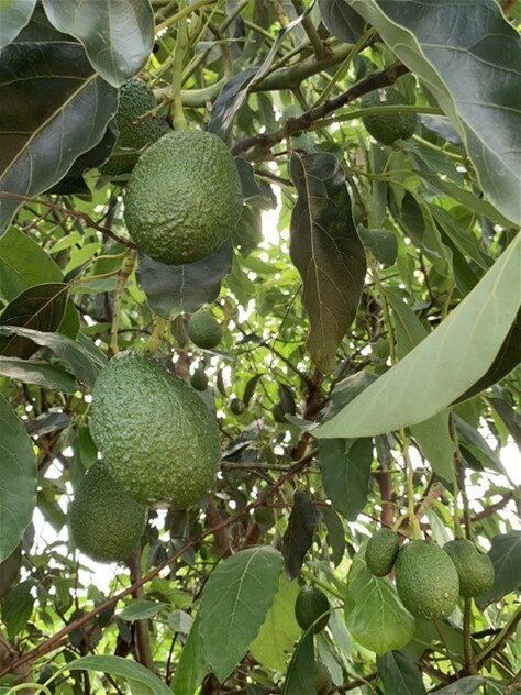 1611 Mareeba Dimbulah Road, Arriga For Sale by Farmbuy.com - image 10