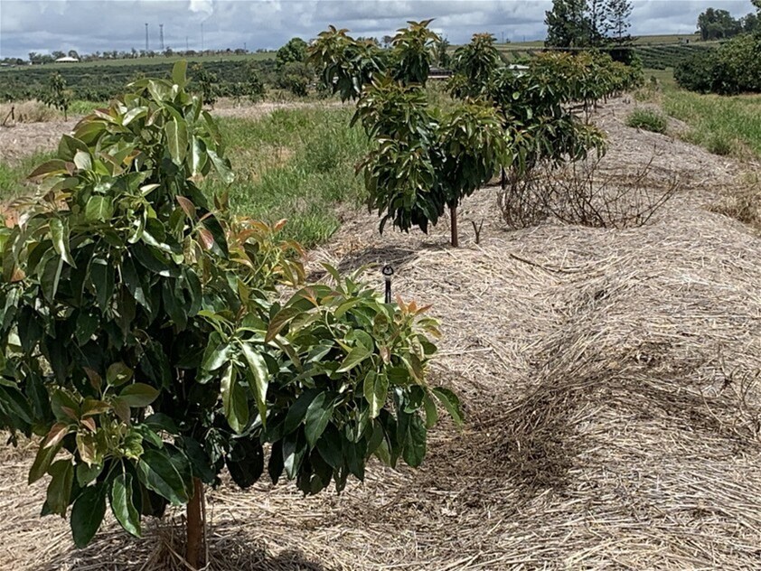 1611 Mareeba Dimbulah Road, Arriga For Sale by Farmbuy.com - image 12