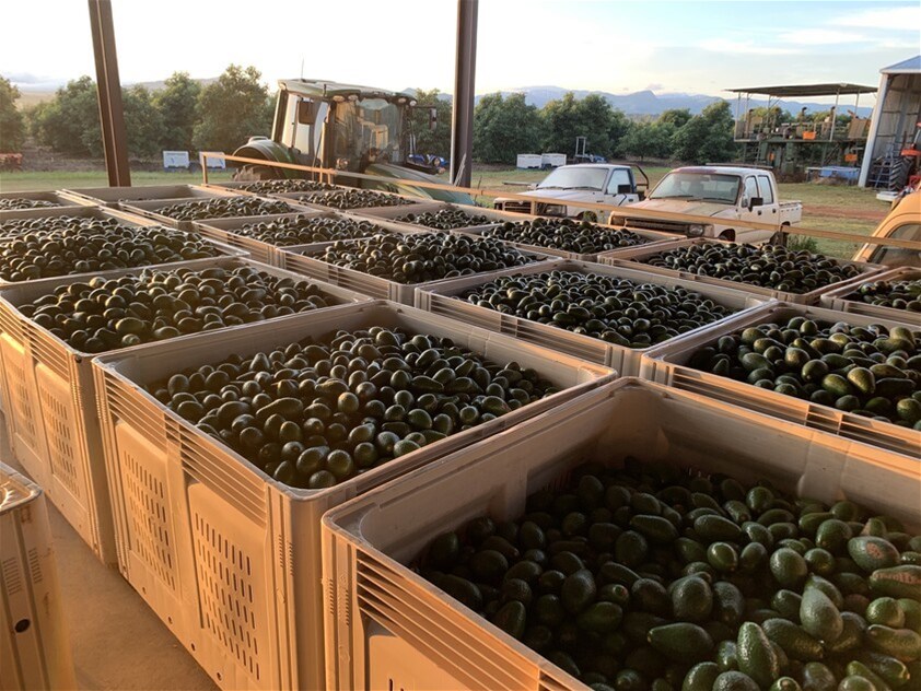 1611 Mareeba Dimbulah Road, Arriga For Sale by Farmbuy.com - image 16