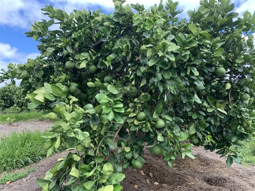 1611 Mareeba Dimbulah Road, Arriga For Sale by Farmbuy.com - image 18