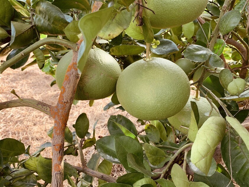 1611 Mareeba Dimbulah Road, Arriga For Sale by Farmbuy.com - image 19