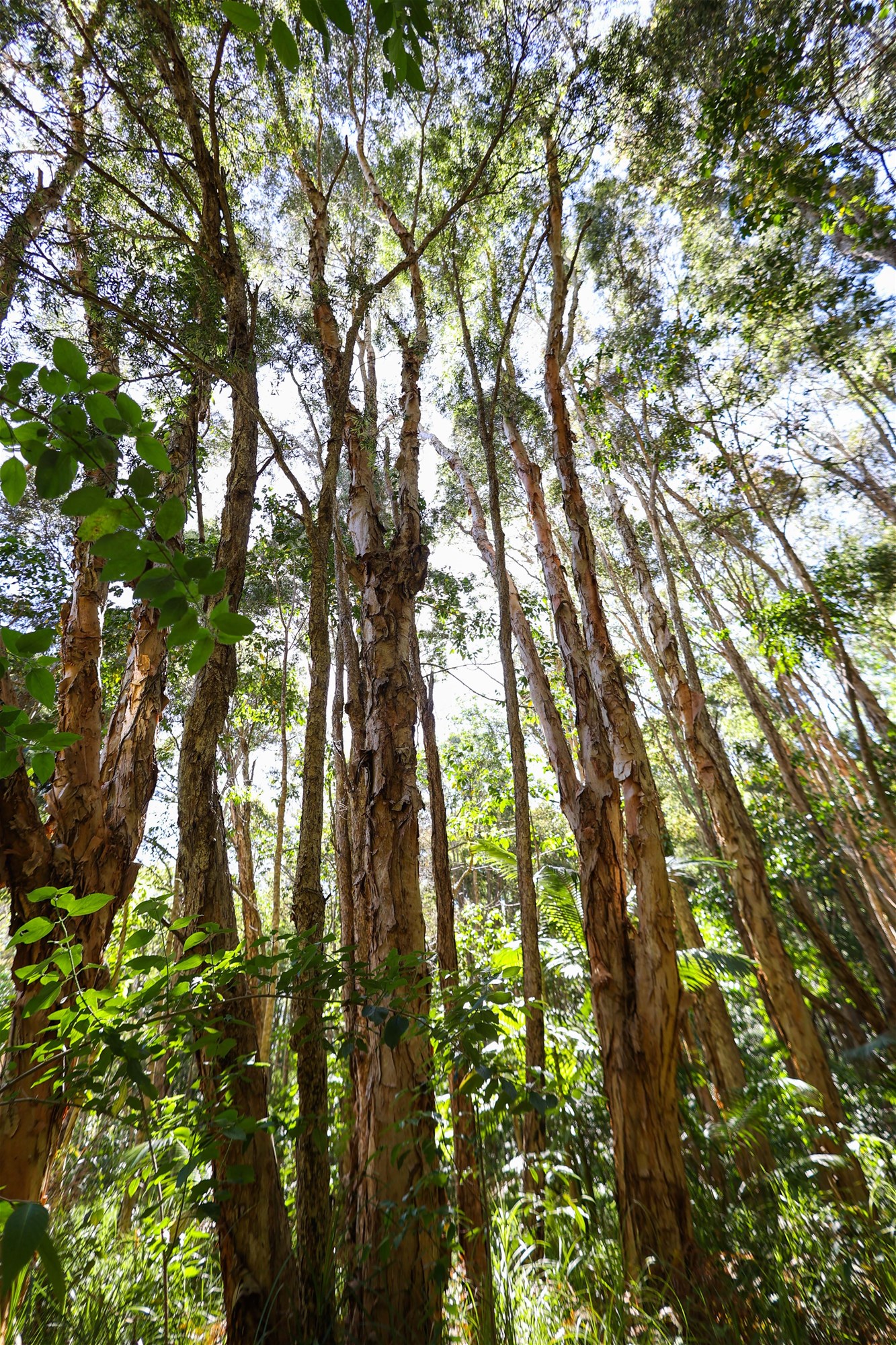 Wooyung For Sale by Farmbuy.com - image 14