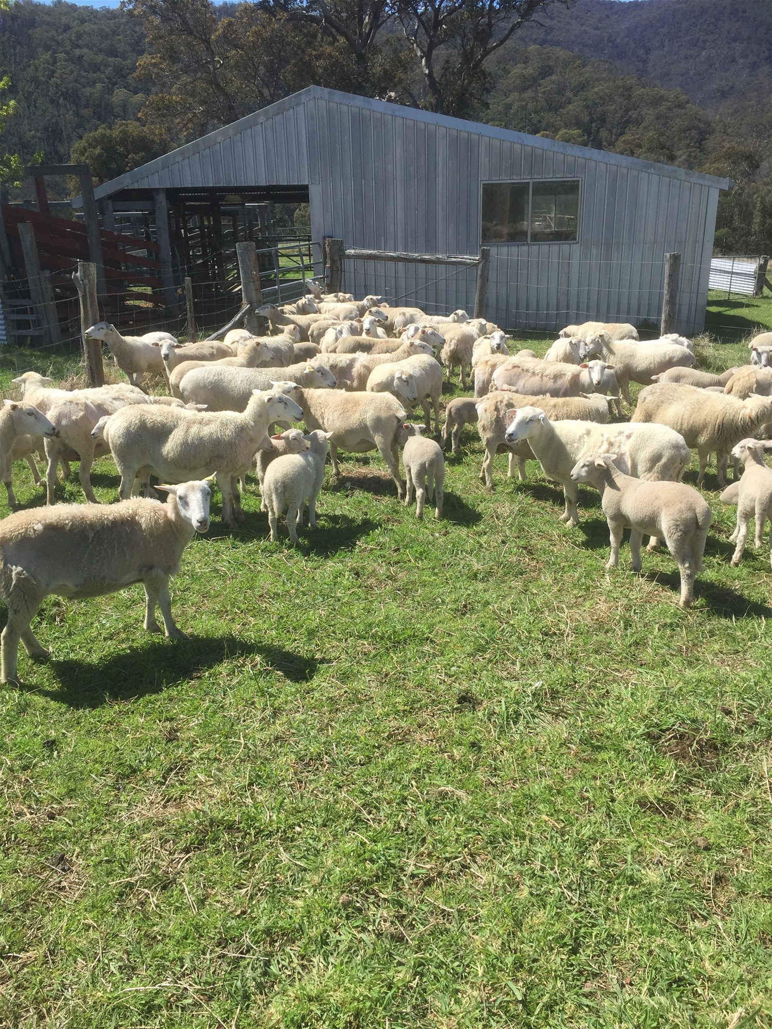 Wyndham For Sale by Farmbuy.com - image 11