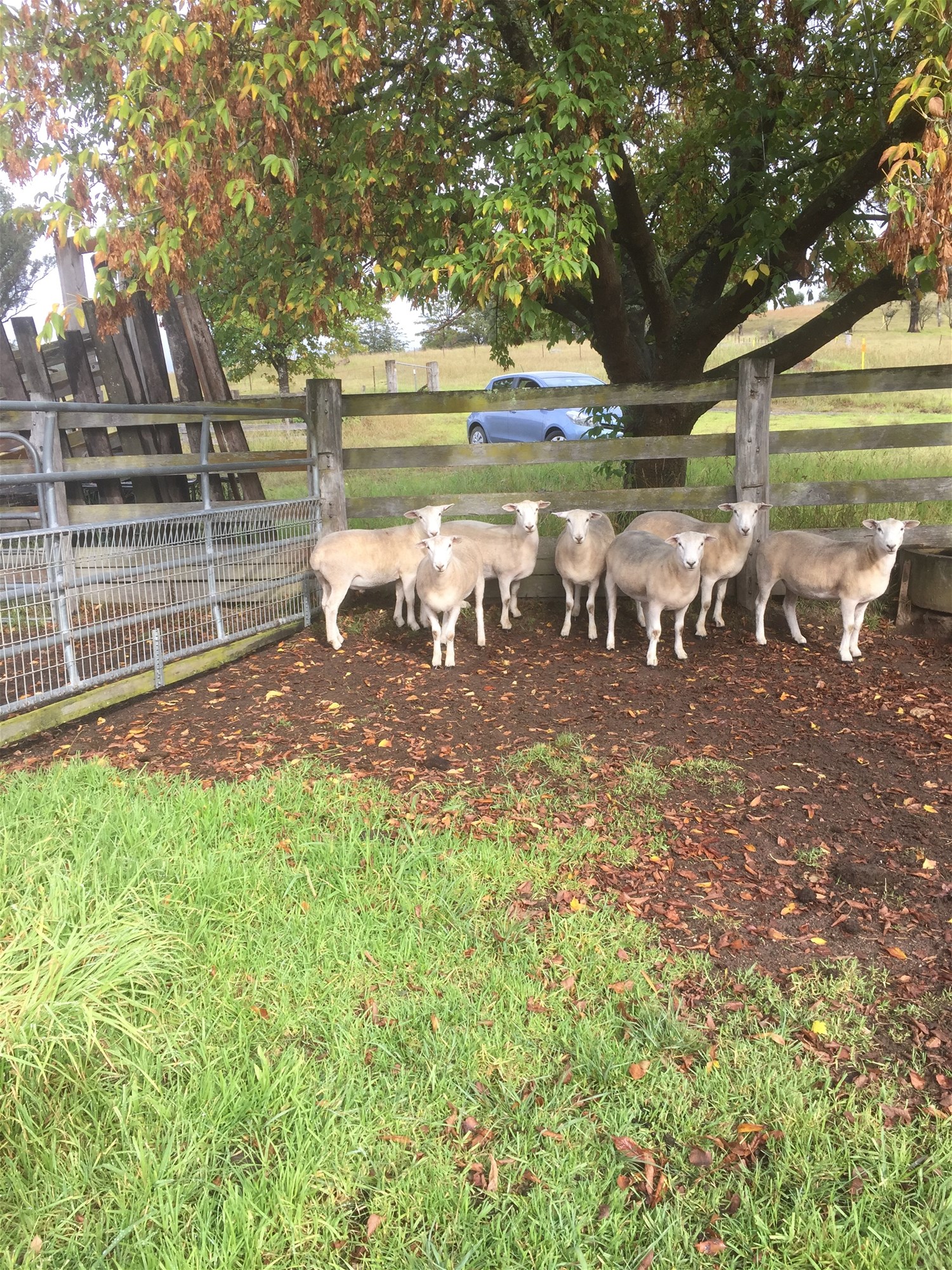 Wyndham For Sale by Farmbuy.com - image 13