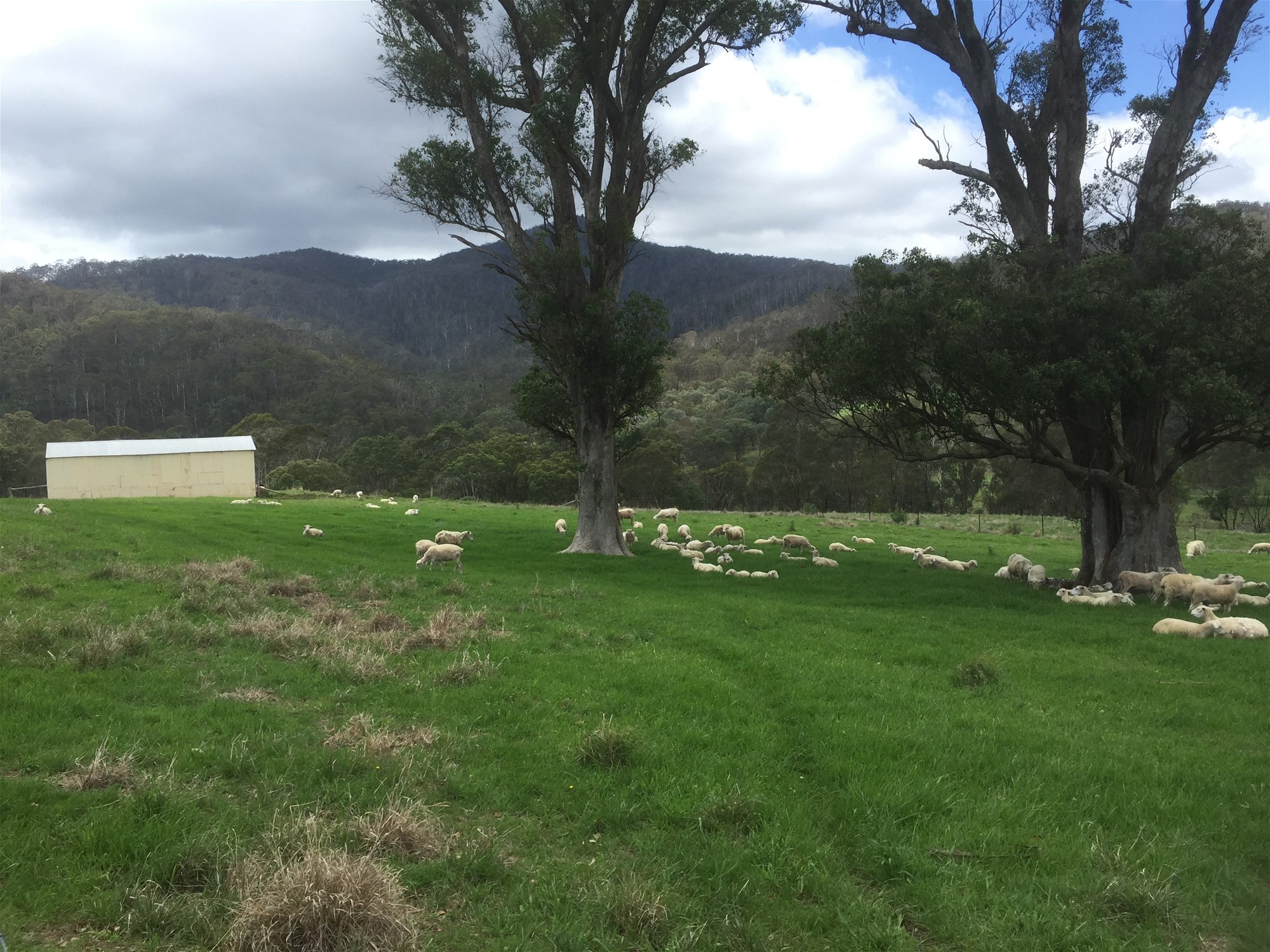 Wyndham For Sale by Farmbuy.com - image 14