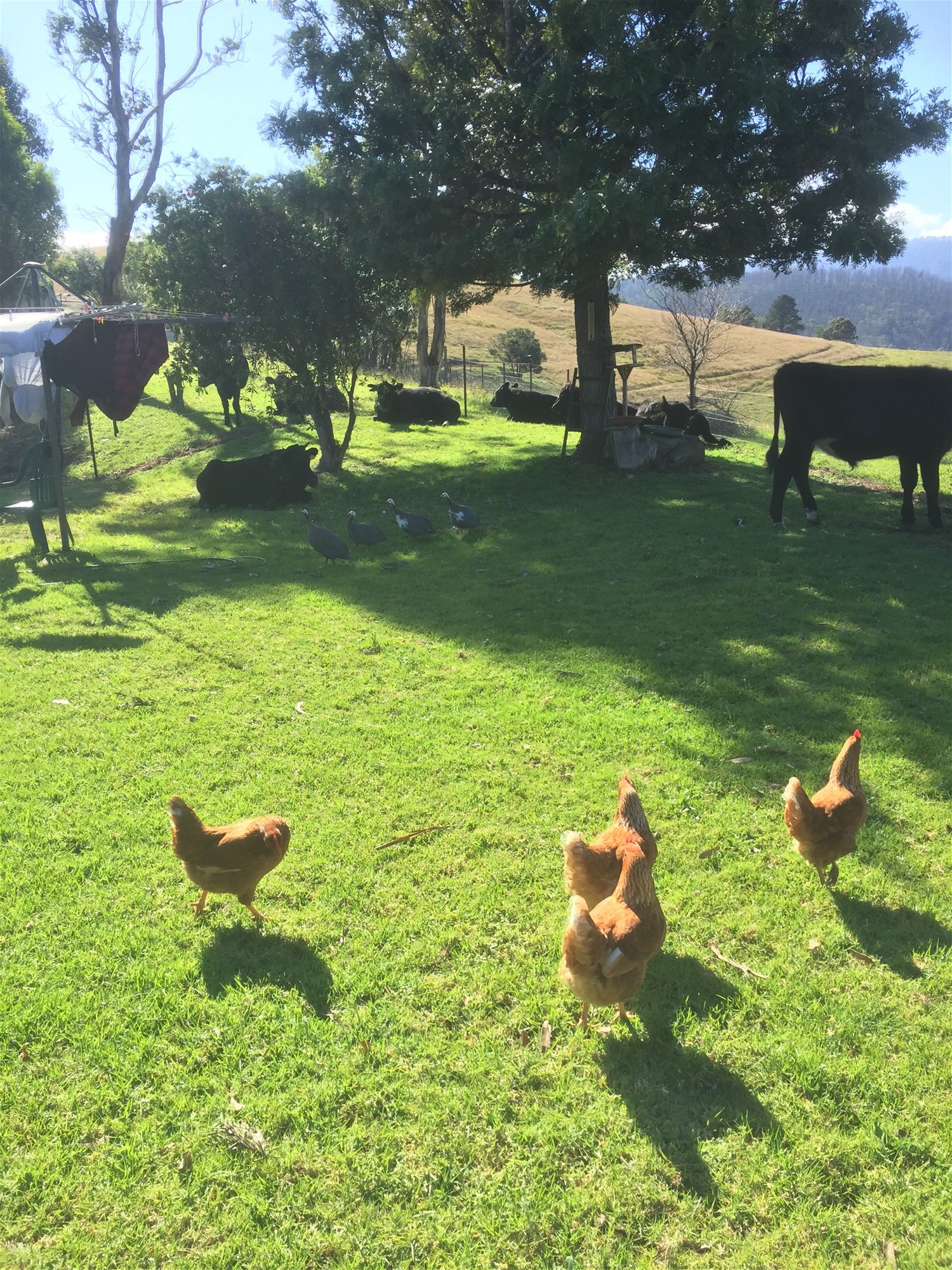 Wyndham For Sale by Farmbuy.com - image 15