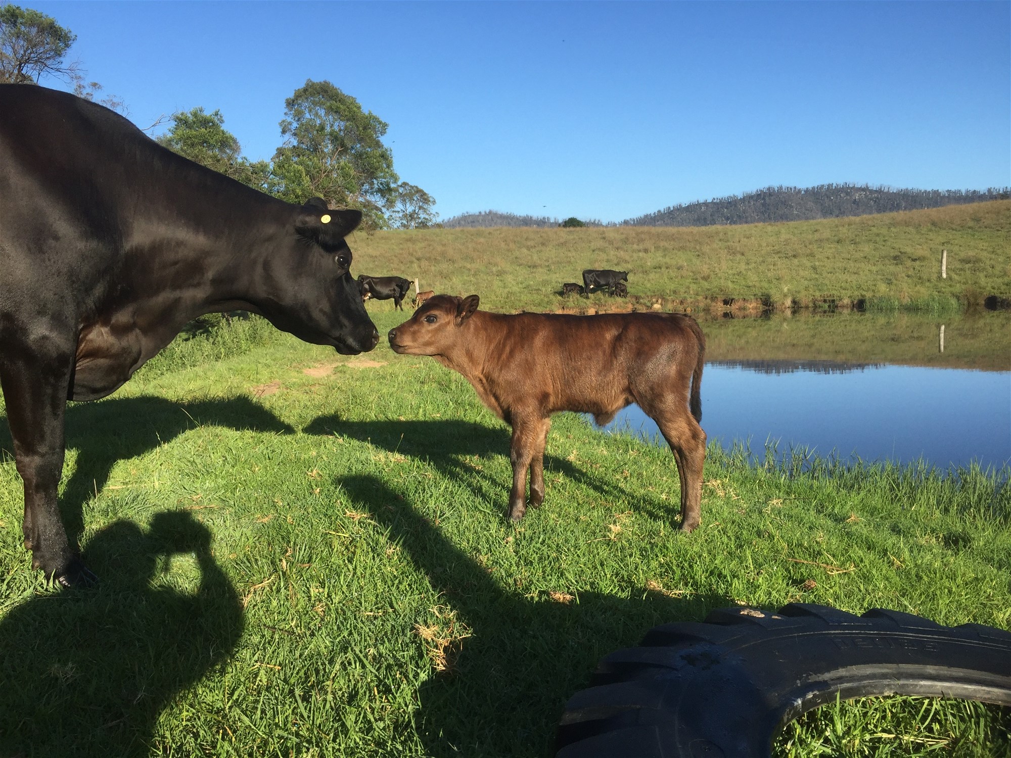 Wyndham For Sale by Farmbuy.com - image 22