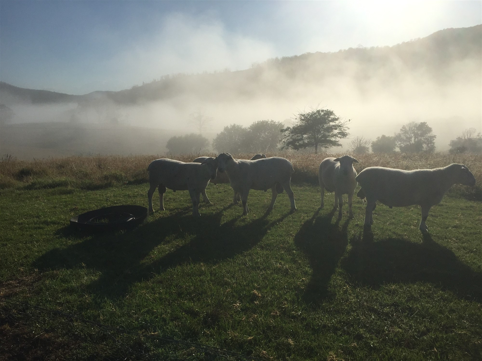 Wyndham For Sale by Farmbuy.com - image 24