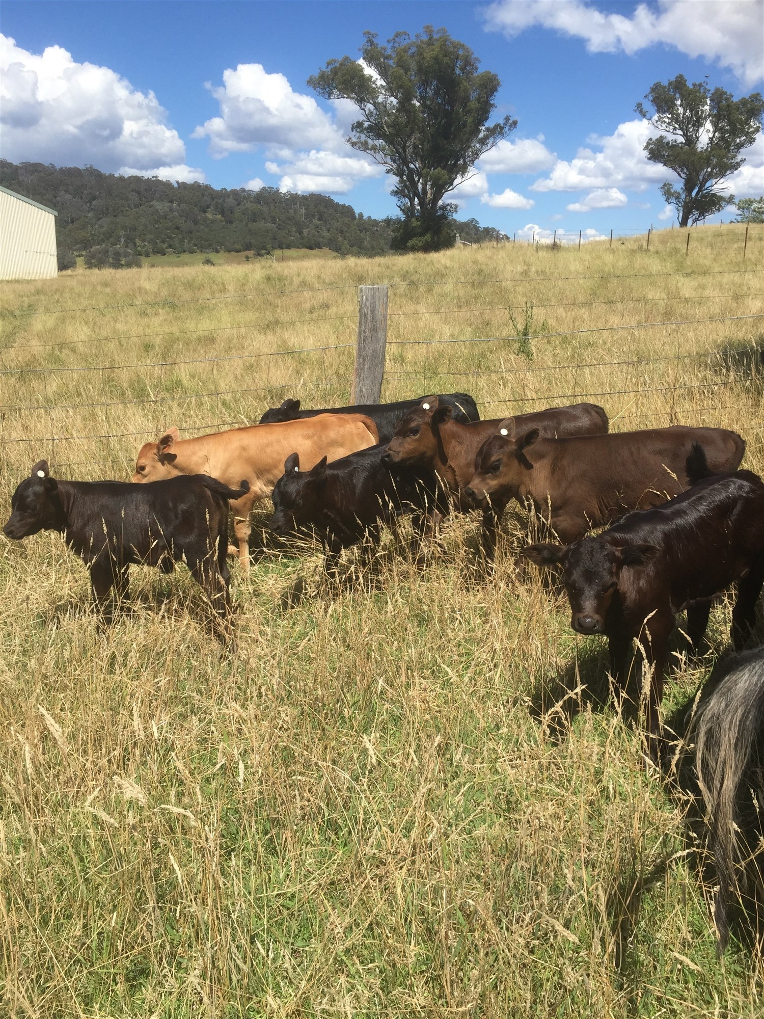 Wyndham For Sale by Farmbuy.com - image 25