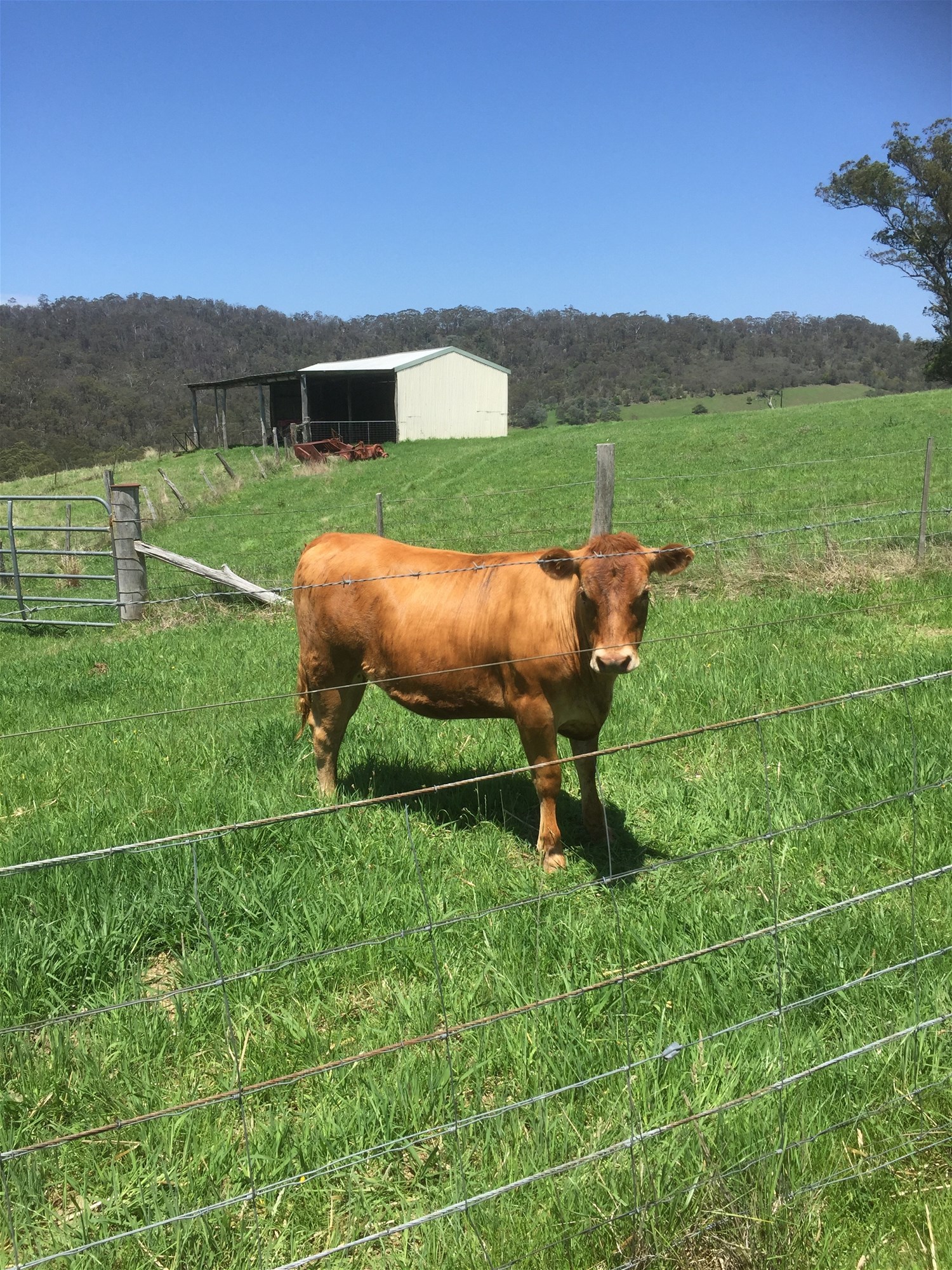 Wyndham For Sale by Farmbuy.com - image 26