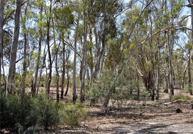 78 Louies Hut Road, Moama For Sale by Farmbuy.com - image 9