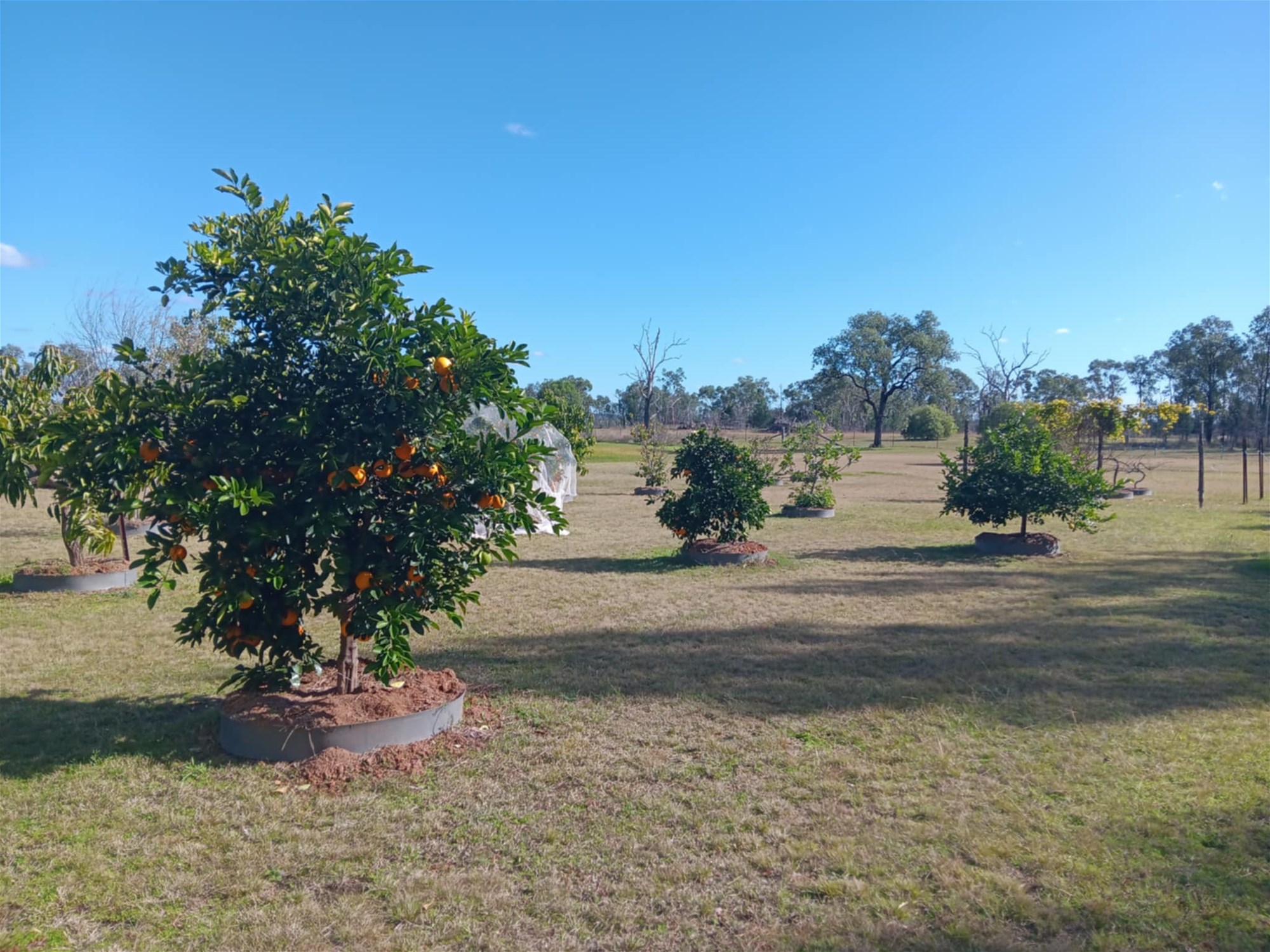 115 Smithfield Mundoey Road, Smithlea For Sale by Farmbuy.com - image 26