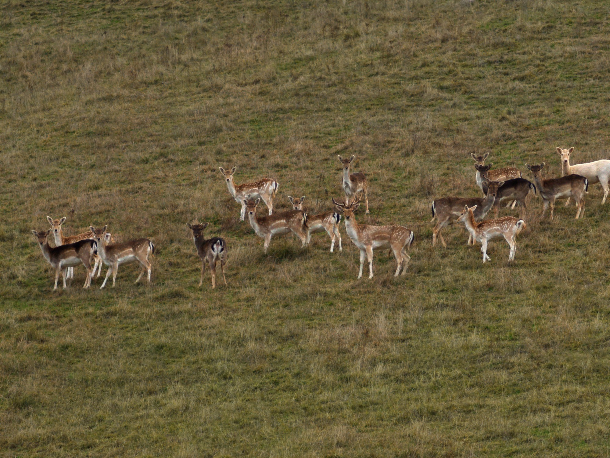 126 Godwills Road, Mansfield For Sale by Farmbuy.com - image 17