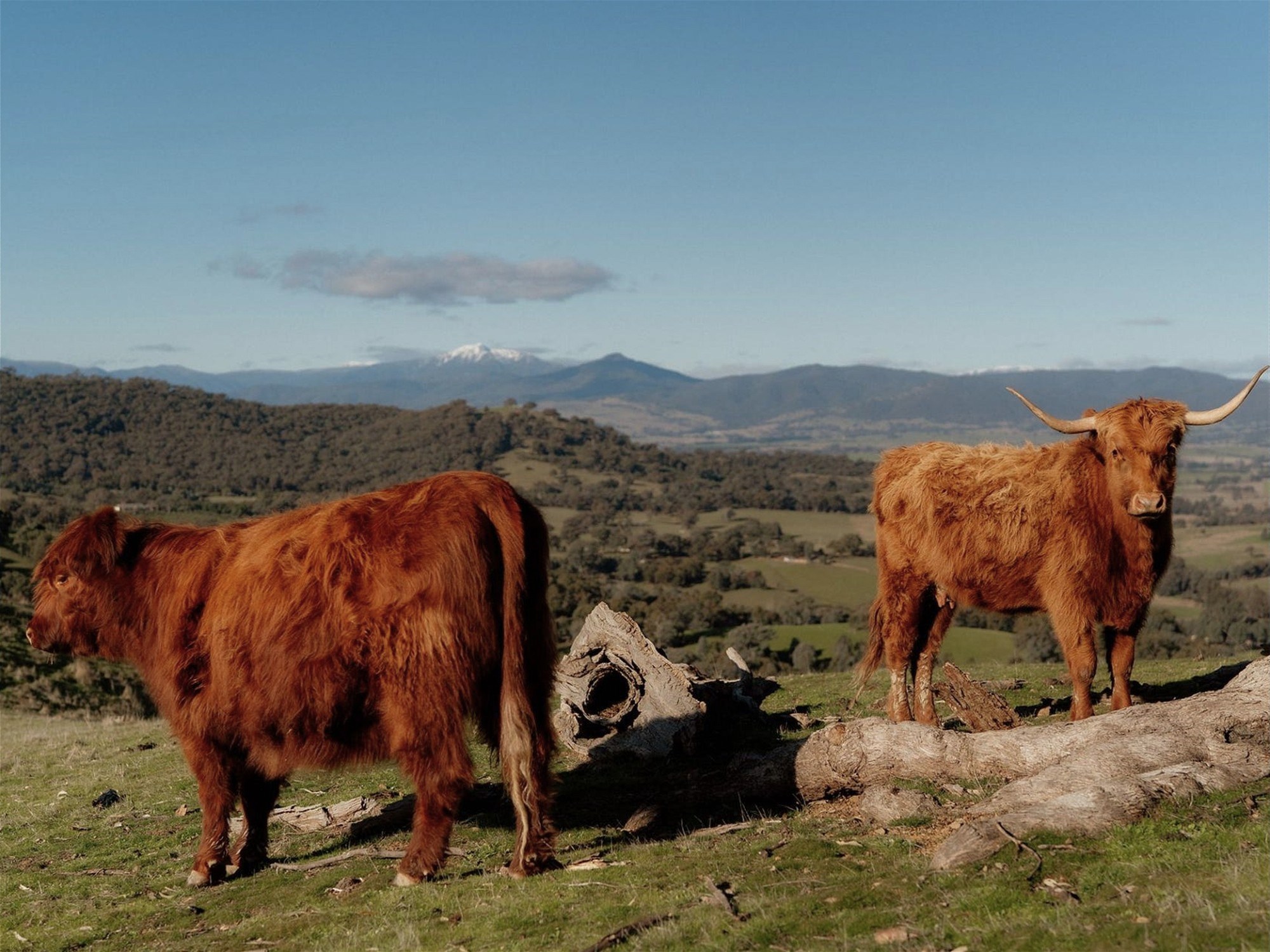 126 Godwills Road, Mansfield For Sale by Farmbuy.com - image 28