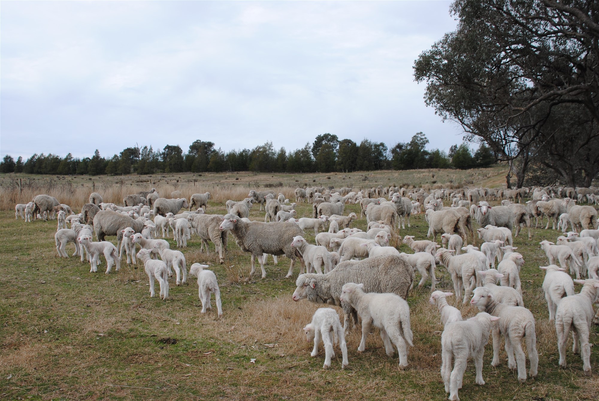 443 Wirrimah Road,Bendick Murrell, Wirrimah For Sale by Farmbuy.com - image 8