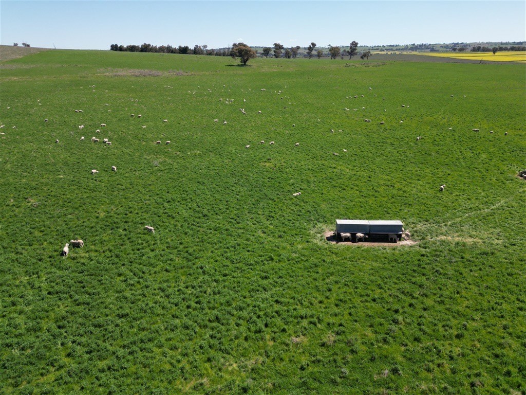 443 Wirrimah Road,Bendick Murrell, Wirrimah For Sale by Farmbuy.com - image 11