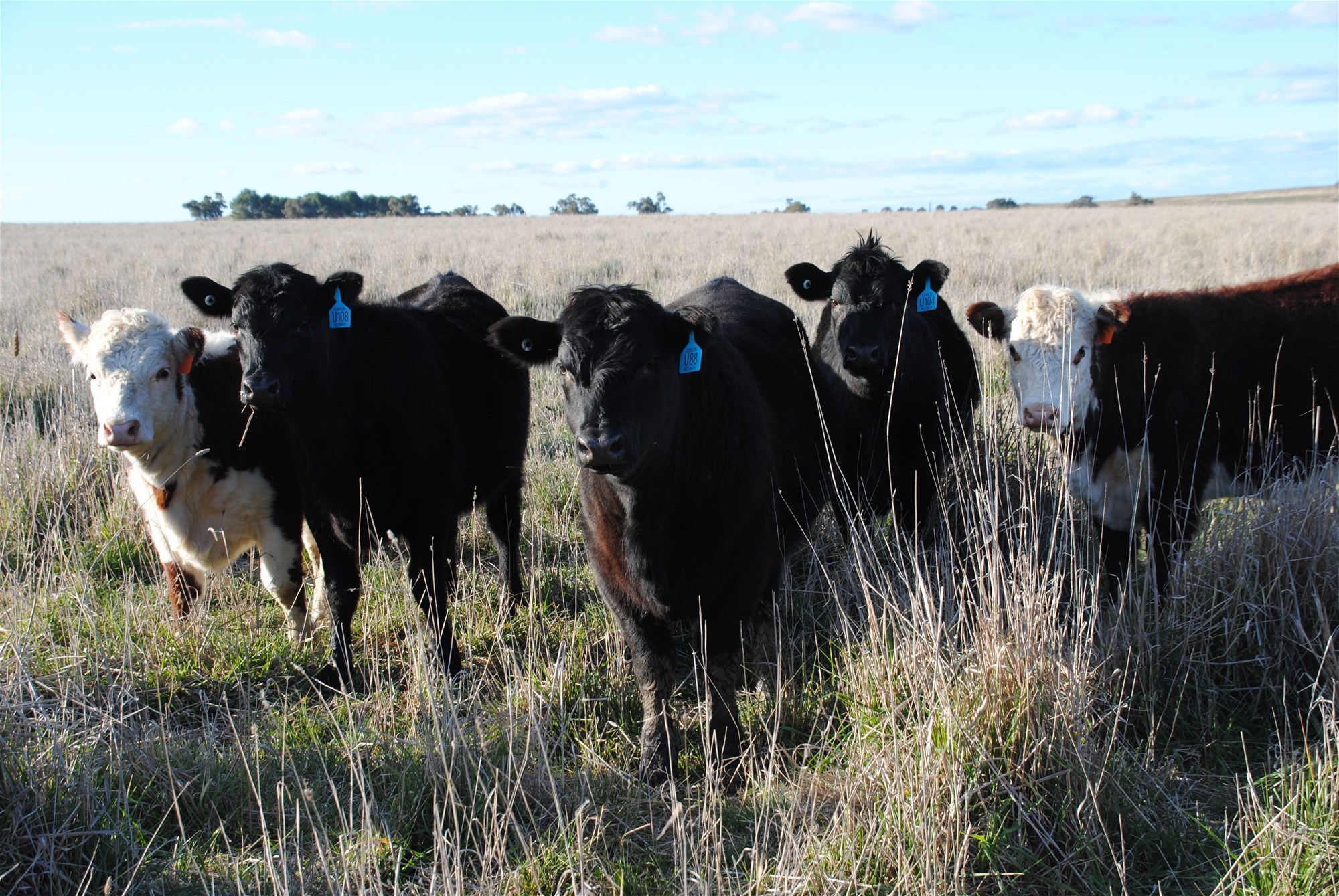 443 Wirrimah Road,Bendick Murrell, Wirrimah For Sale by Farmbuy.com - image 12